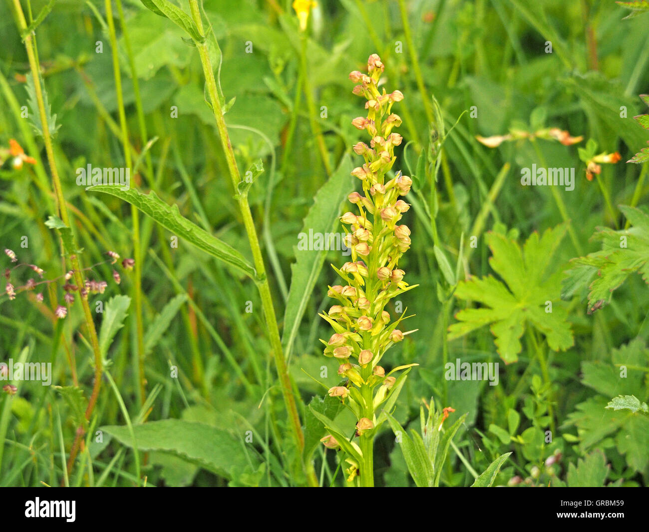 flowering spike of Frog Orchid (Coeloglossum viride) in rich diverse grassy roadside verge Stock Photo