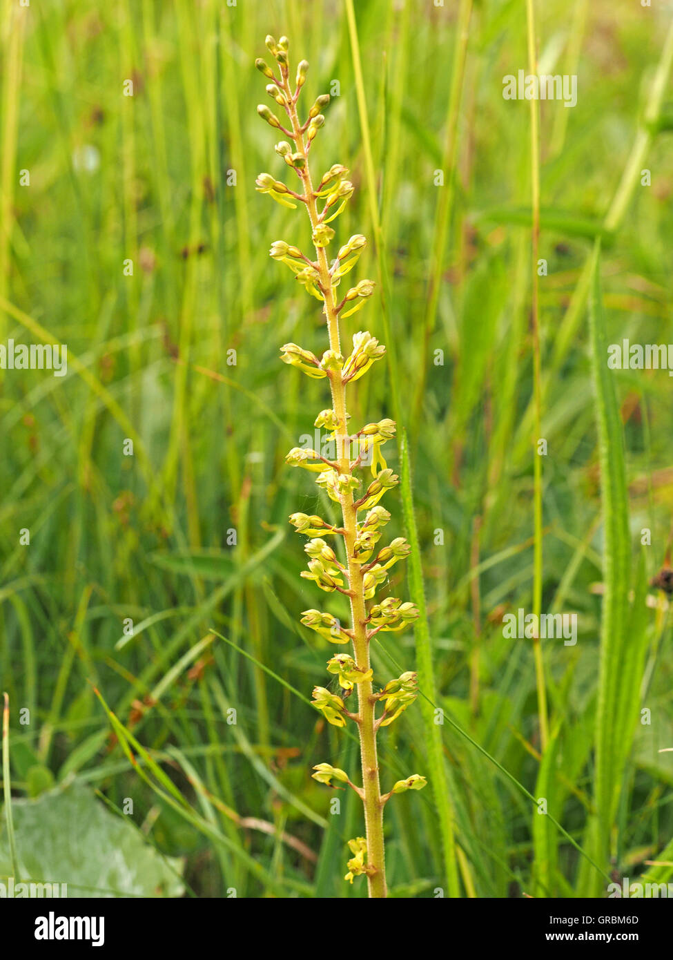 flowering spike of Common Twayblade Orchid (Listera ovata) in rich diverse grassy roadside verge Stock Photo