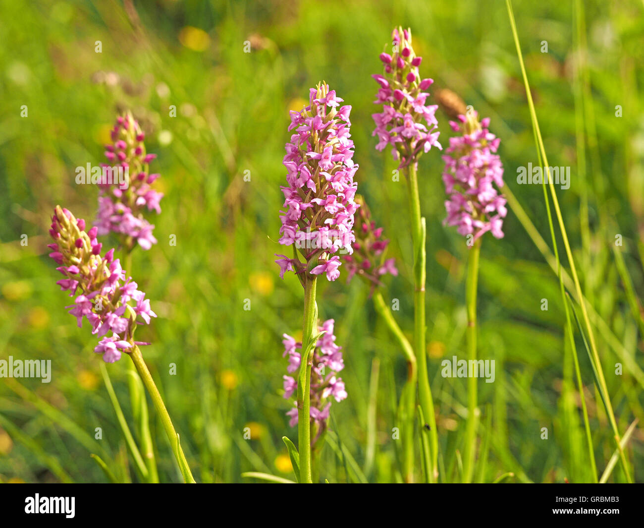 pink flower spikes of  Fragrant orchid (Gymnademia conopsea)  in flower rich limestone grassland Stock Photo