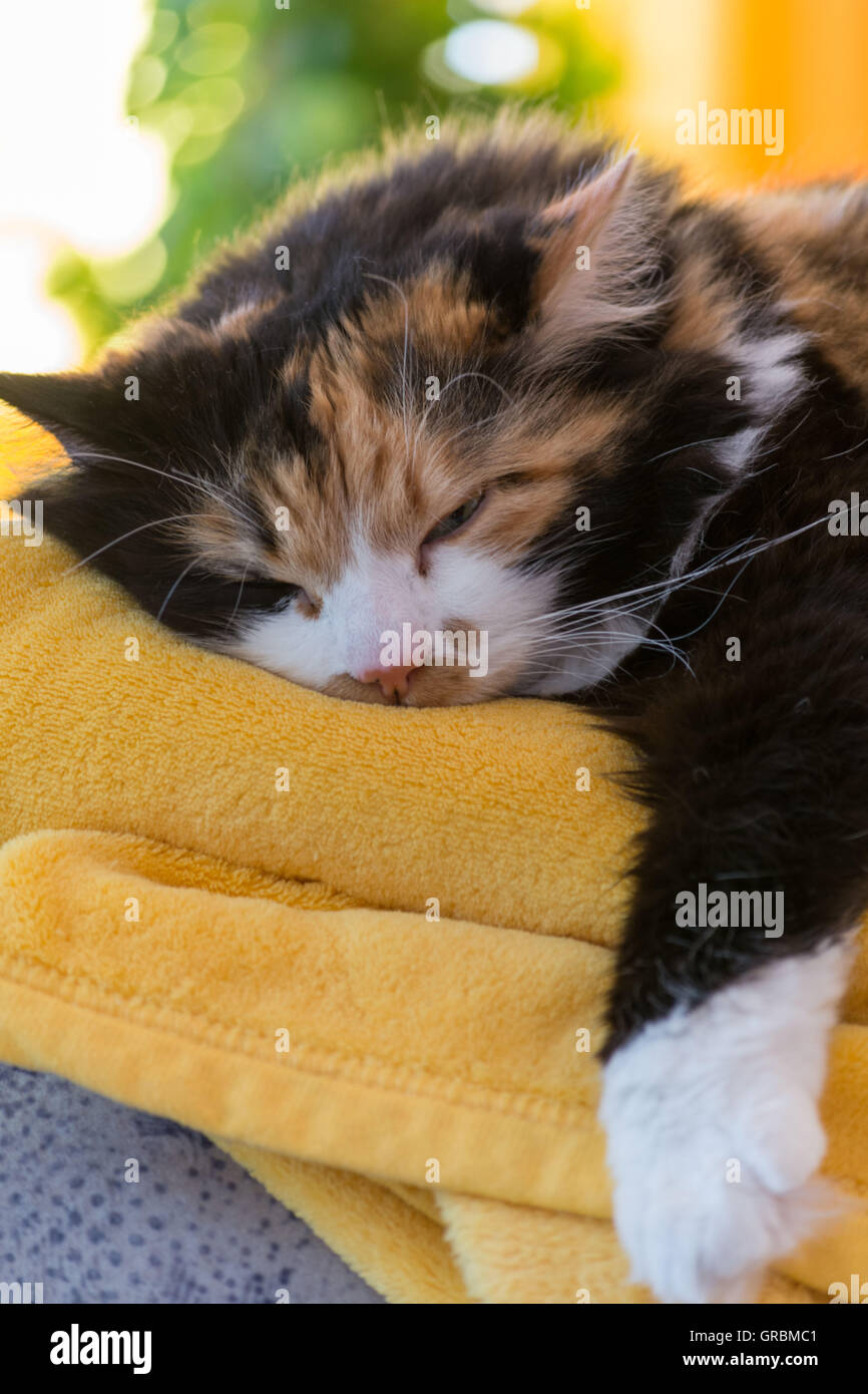 Cat lap blanket hires stock photography and images Alamy