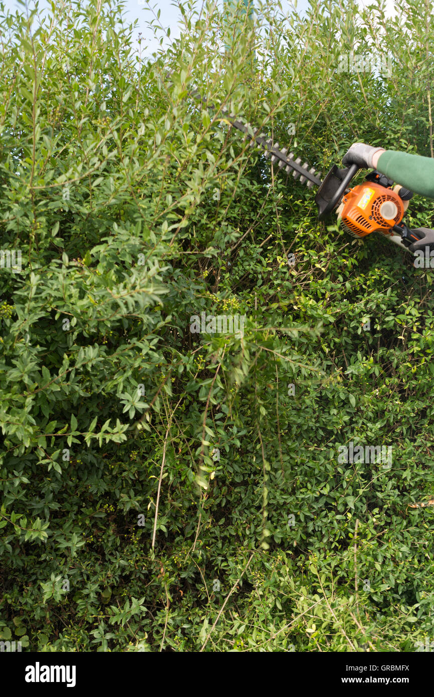 Privacy screen hedge hires stock photography and images Alamy