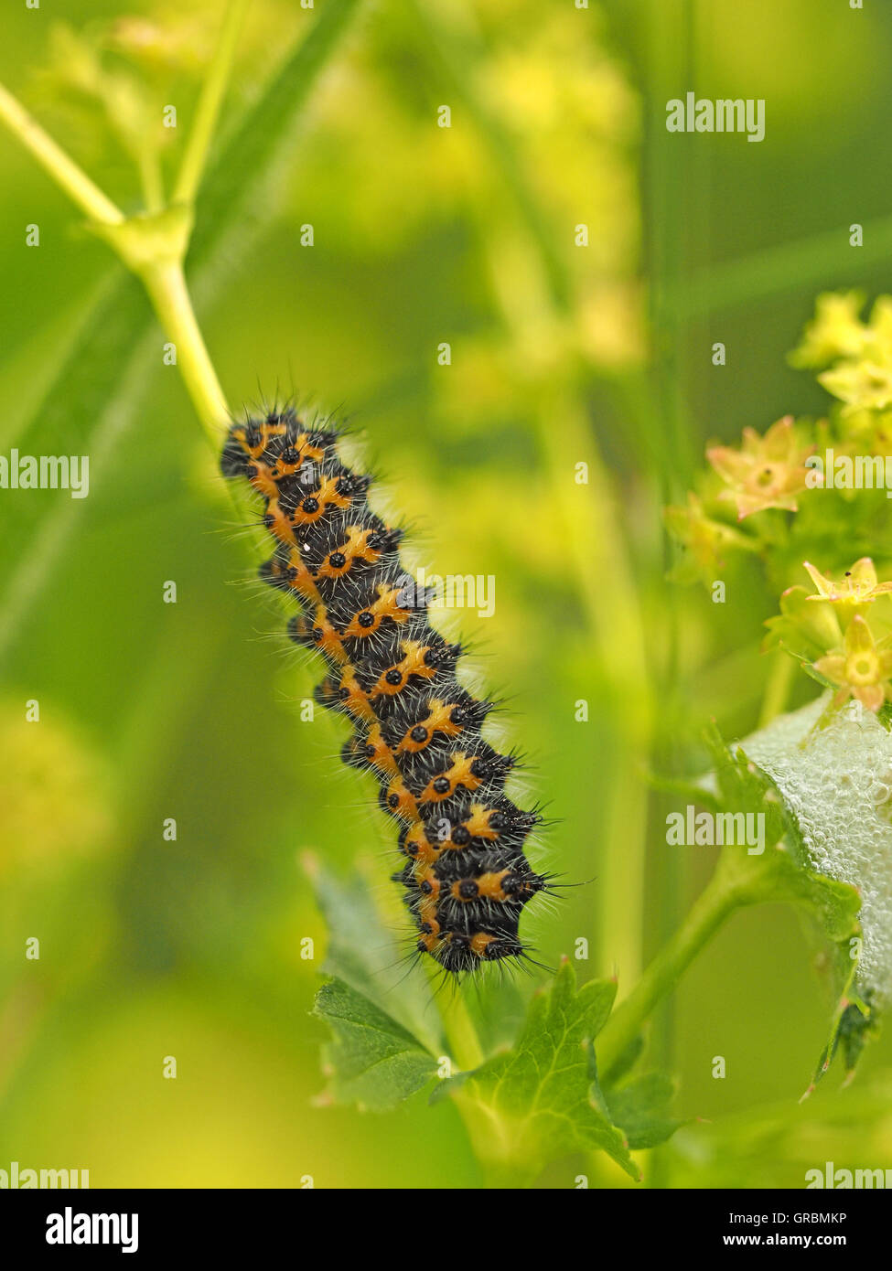 Early instar larva or caterpillar of emperor moth (Saturnia pavonia) feeding on Lady's Bedstraw (Galium verum) with cuckoo spit Stock Photo