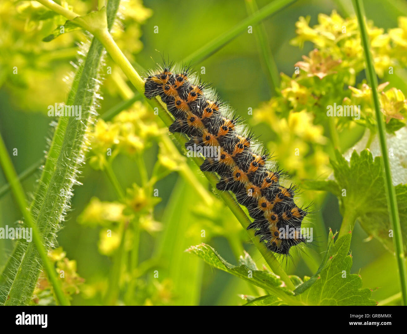 Early instar larva or caterpillar of emperor moth (Saturnia pavonia) feeding on Lady's Bedstraw (Galium verum) with cuckoo spit Stock Photo