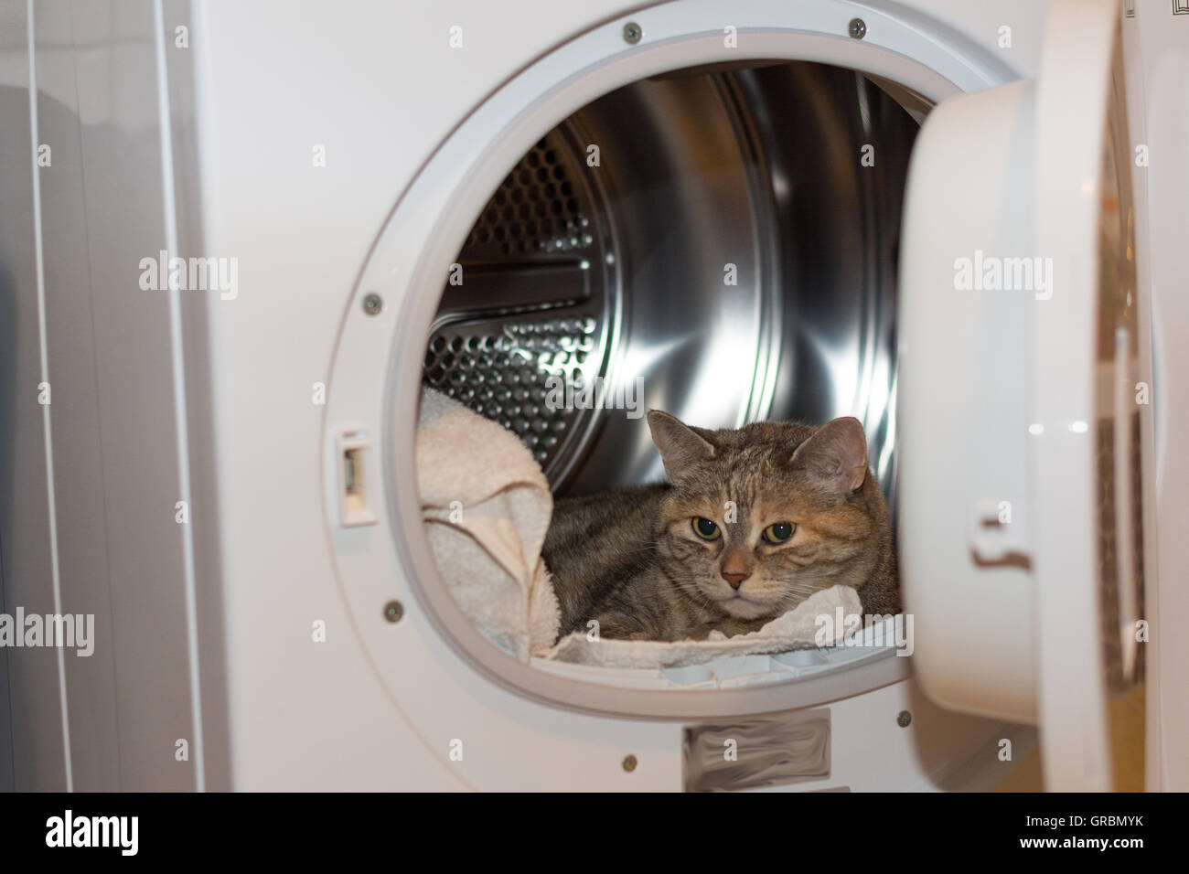Gray Cat In Her Favorite Spot, The Tumble Dryer Stock Photo