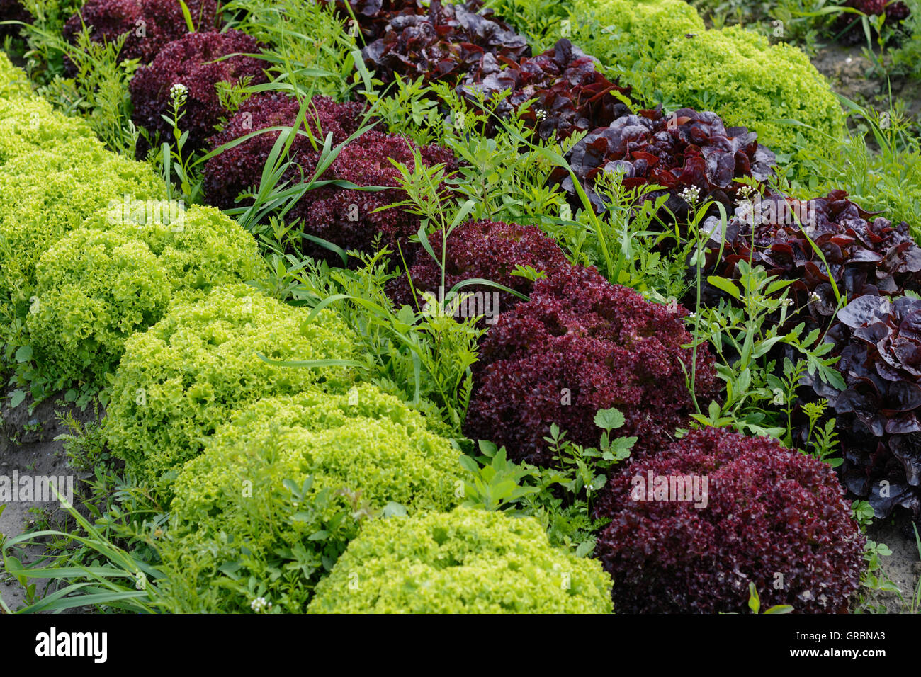 Bunte Mischung Lettuce In The Vegetable Mixed Bag Stock Photo Alamy
