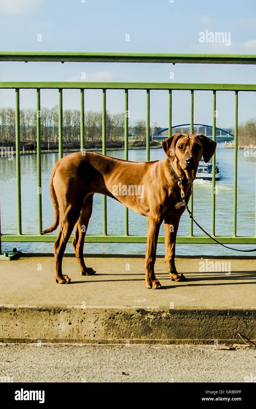 Snarling dog hi-res stock photography and images - Alamy