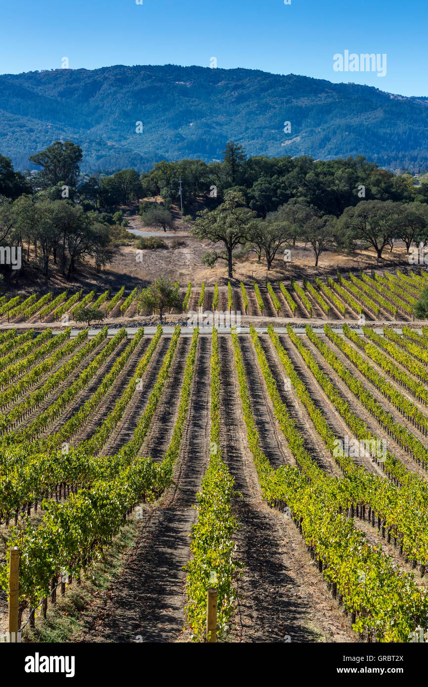 grape vineyard, grape vineyards, vineyards, view from outdoor tasting terrace, Joseph Phelps Vineyards, Saint Helena, Napa Valley, California Stock Photo