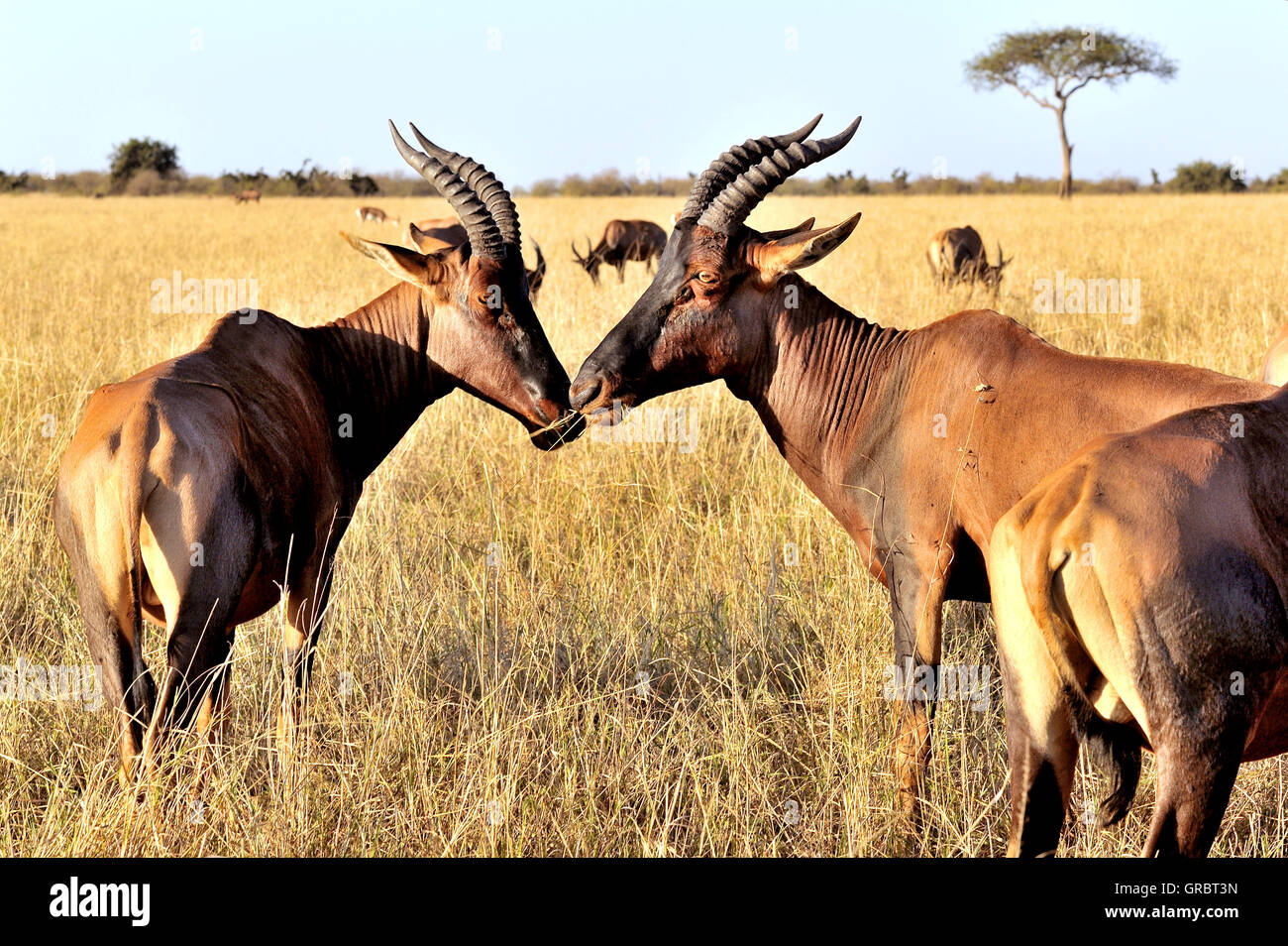 Topi Antelopes Seem To Talk With Each Other Stock Photo
