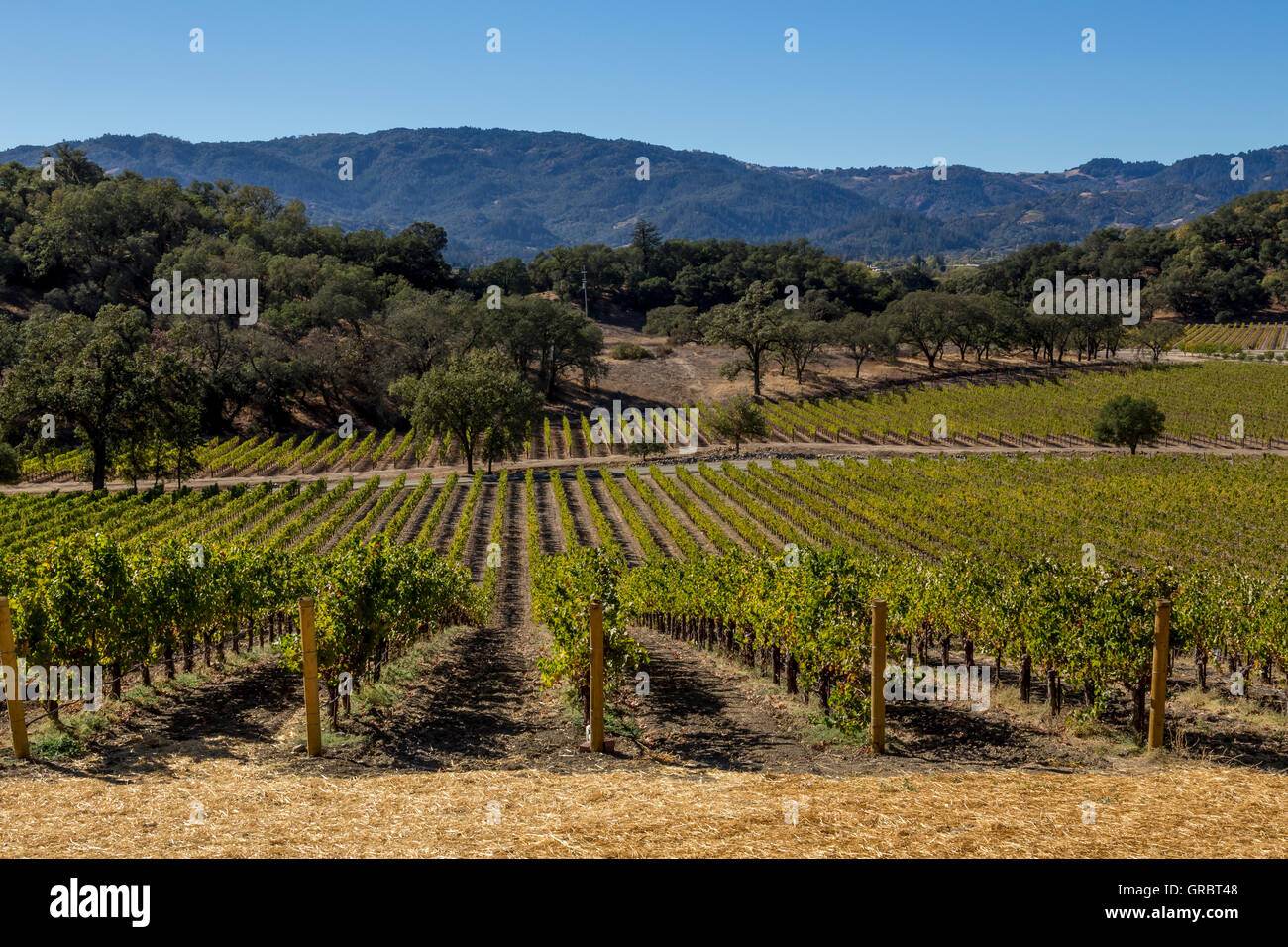 grape vineyard, grape vineyards, vineyards, view from outdoor tasting terrace, Joseph Phelps Vineyards, Saint Helena, Napa Valley, California Stock Photo