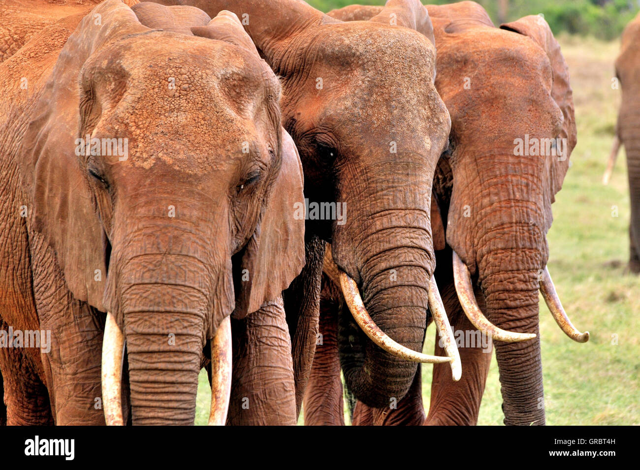 Three Elephants Walking Side By Side, Tusks And Heads Stock Photo