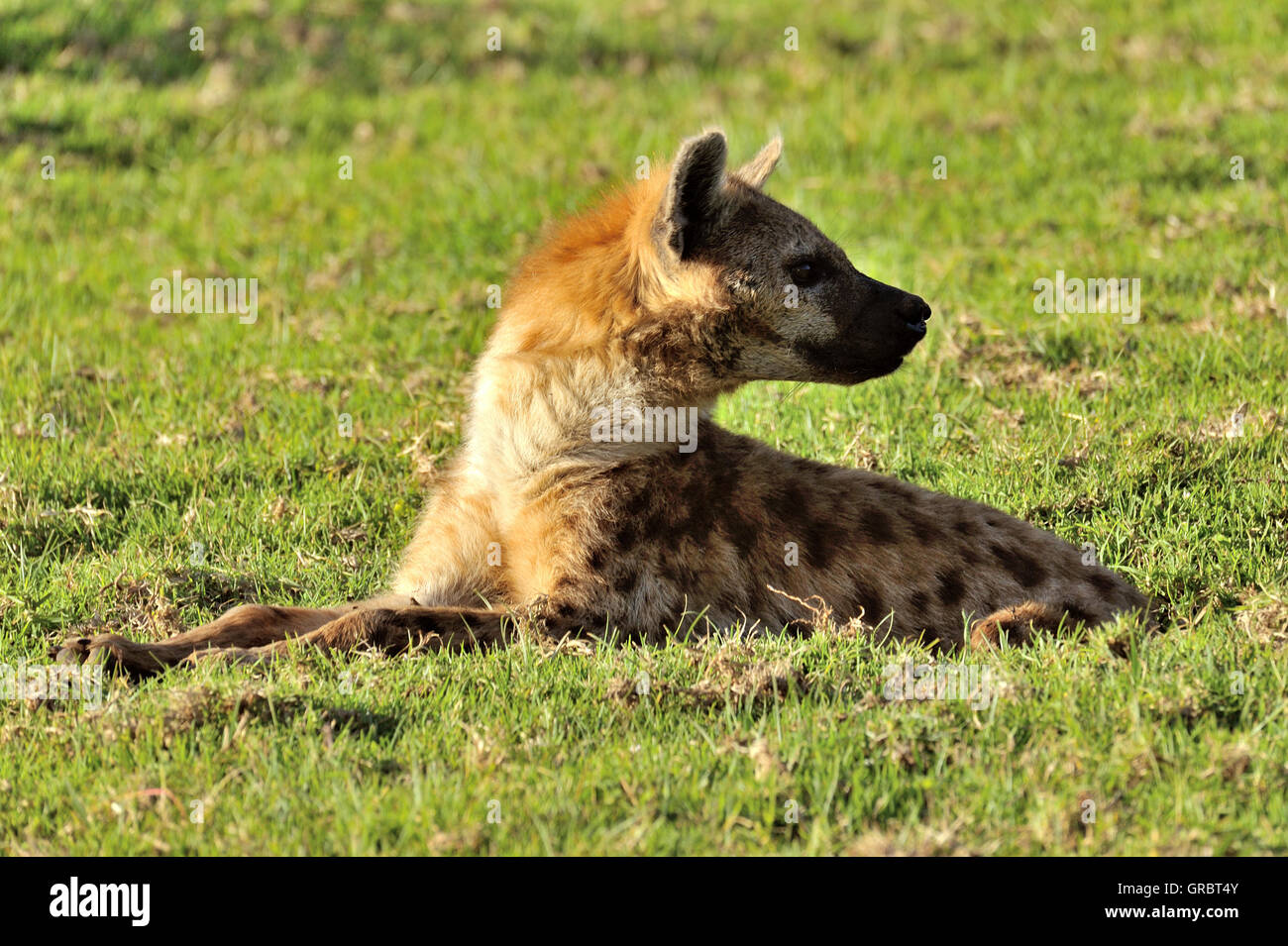 Spotted Hyaena In Kenya, Aberdare Stock Photo