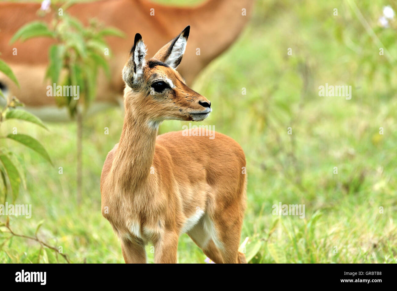 Fawn Of An Impala Antelope Stock Photo