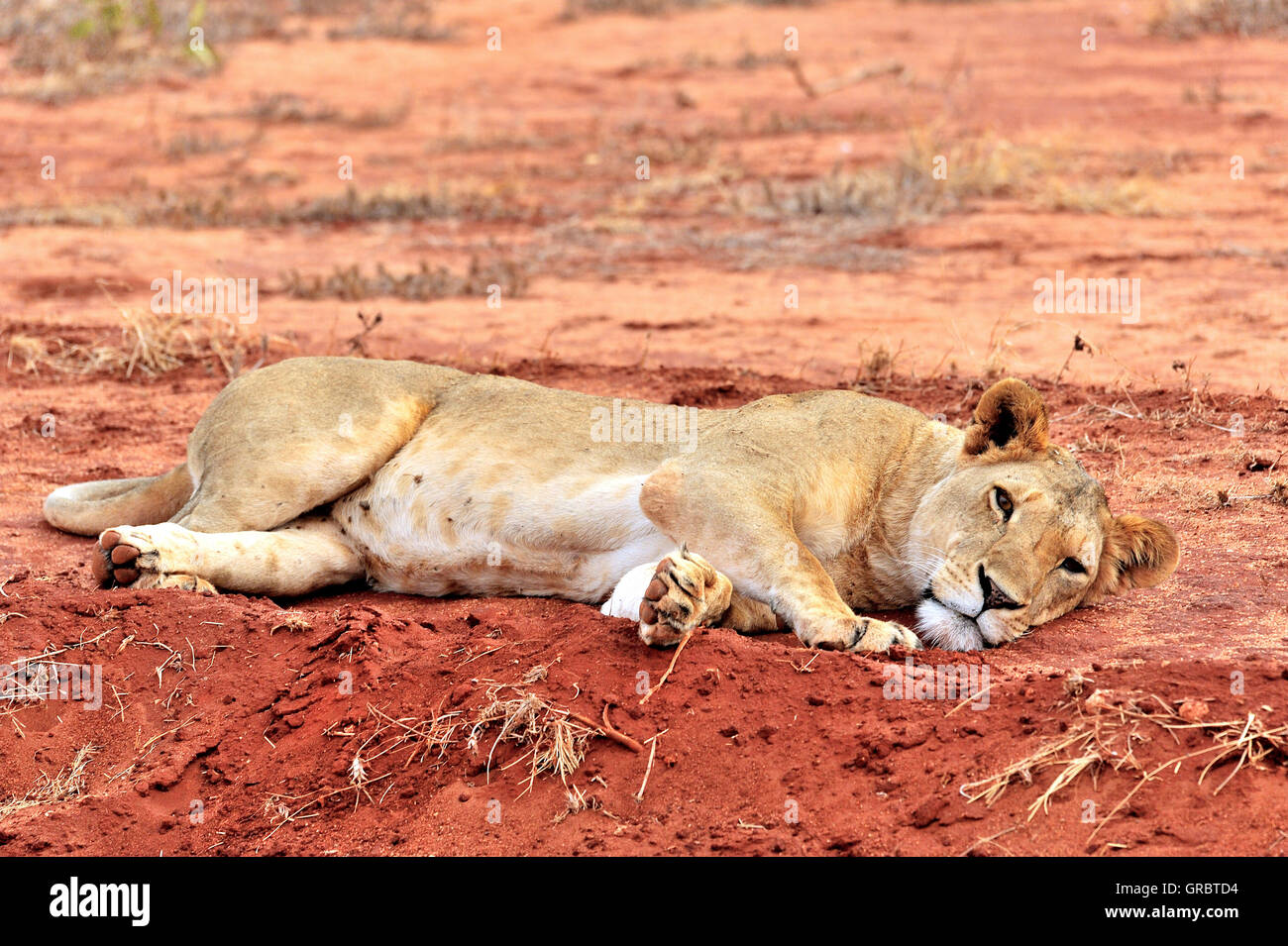 Lion Laying Down On Earth Stock Photo