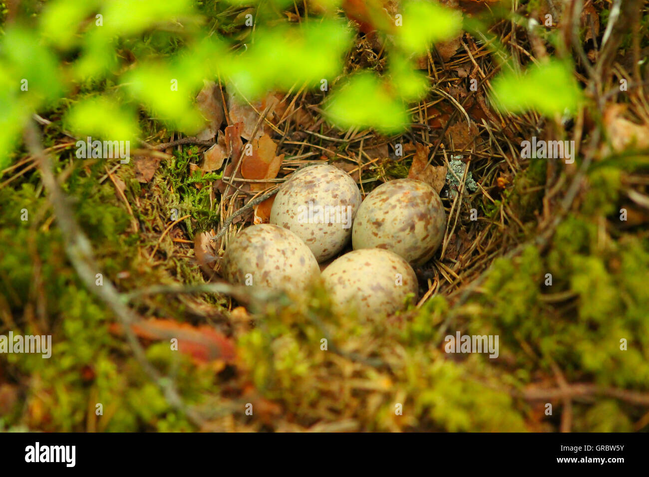 Bird's nest on a ground Stock Photo Alamy