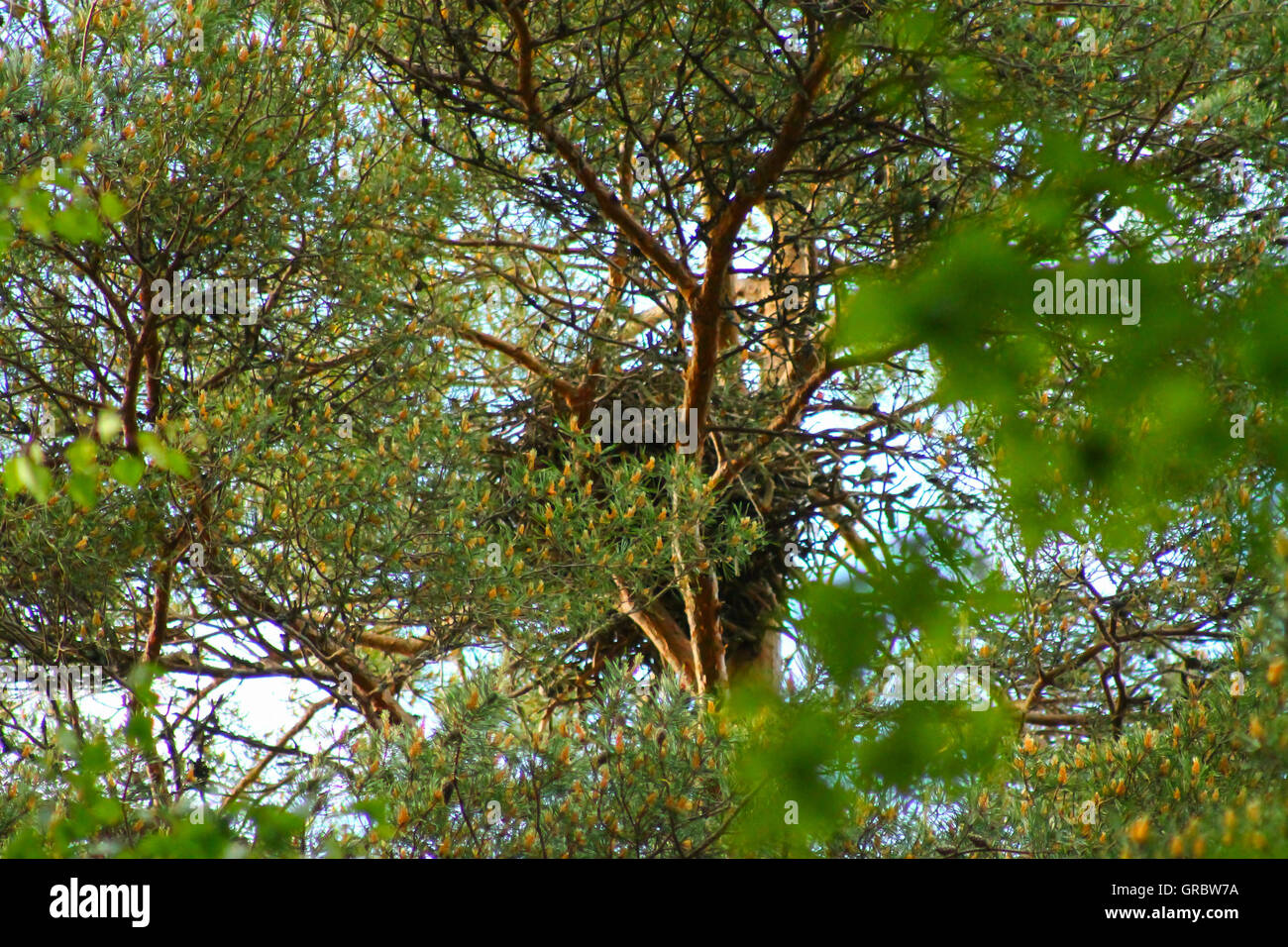Crow nest pine hires stock photography and images Alamy