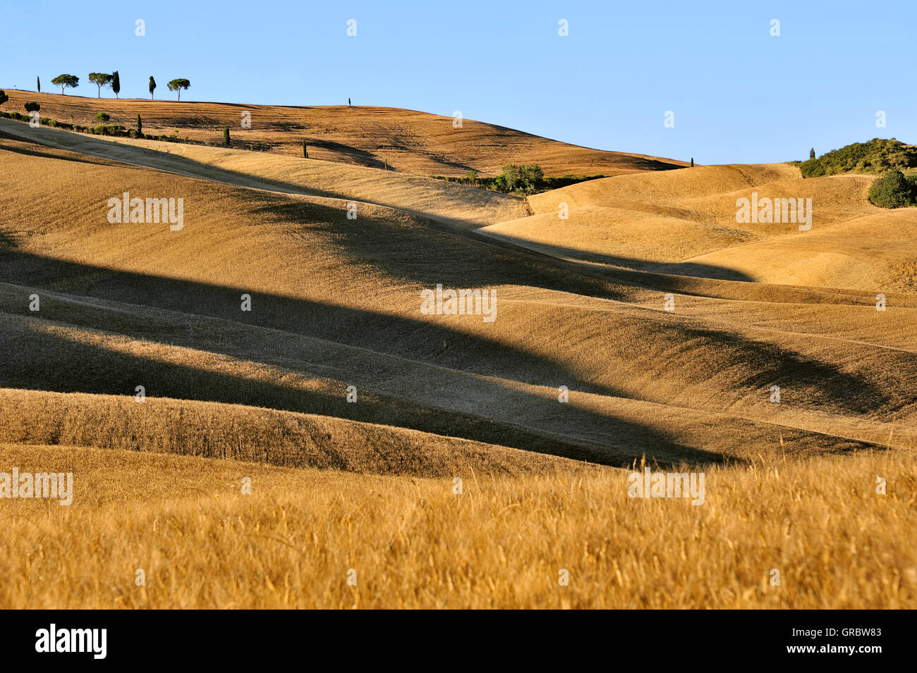 Cornfields On Rolling Hills With Long Shadows, Impression Of Dunes In Evening Light, Tuscany, Italy Stock Photo