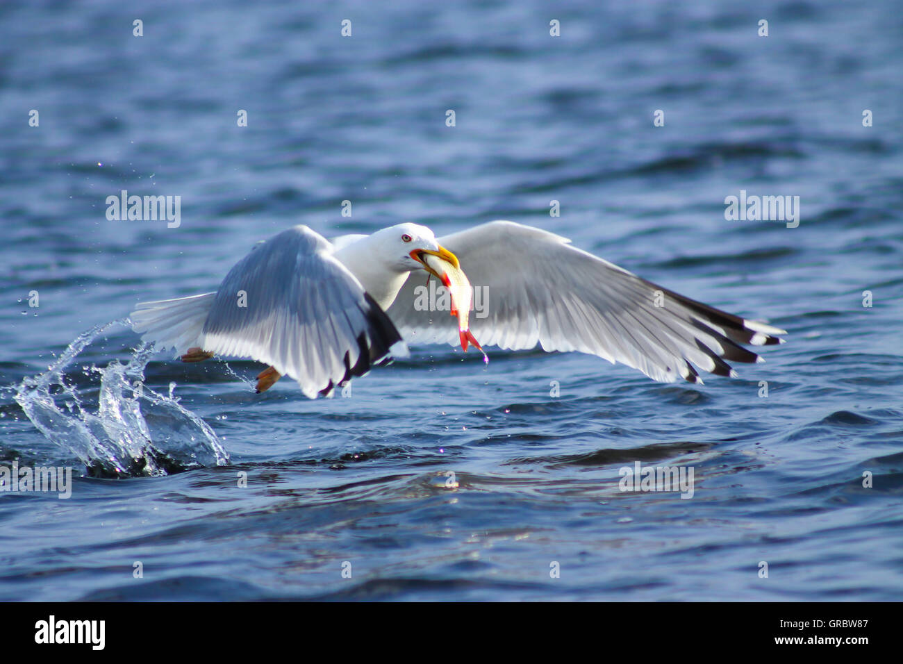 Gulls prey. This gull caught a fish and eats it immediately Stock Photo