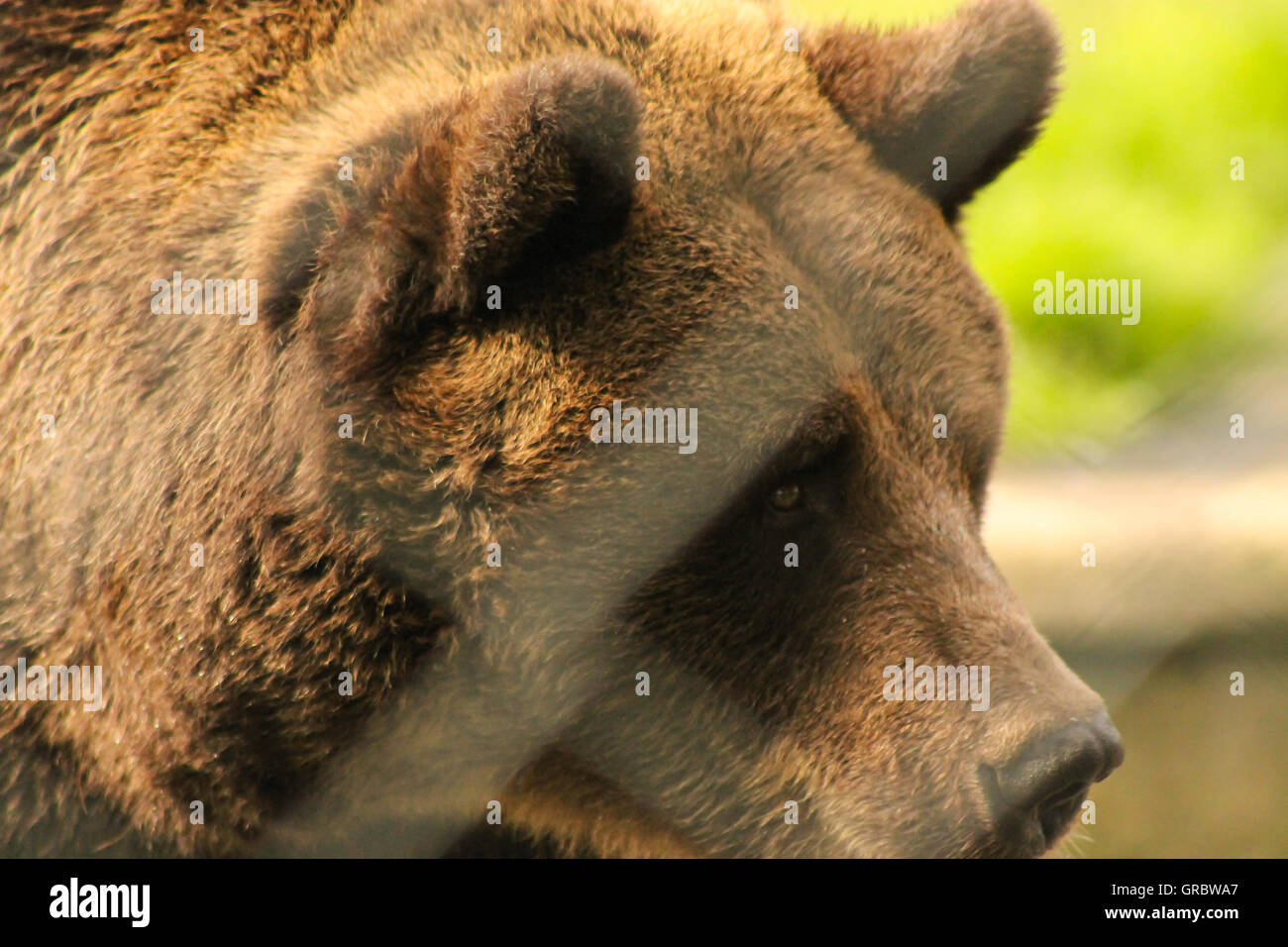 Grizzly bear behind a fence Stock Photo Alamy