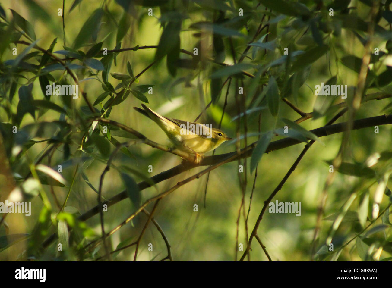 Willow Warbler. This Willow Warbler tries to catch insects for dinner. Stock Photo