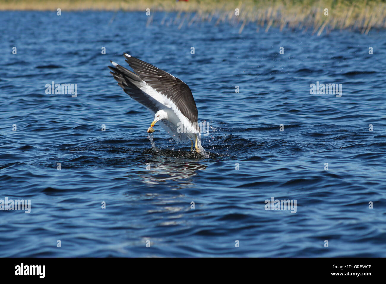 Lesser Black-backed Gull caught a fish head. Stock Photo