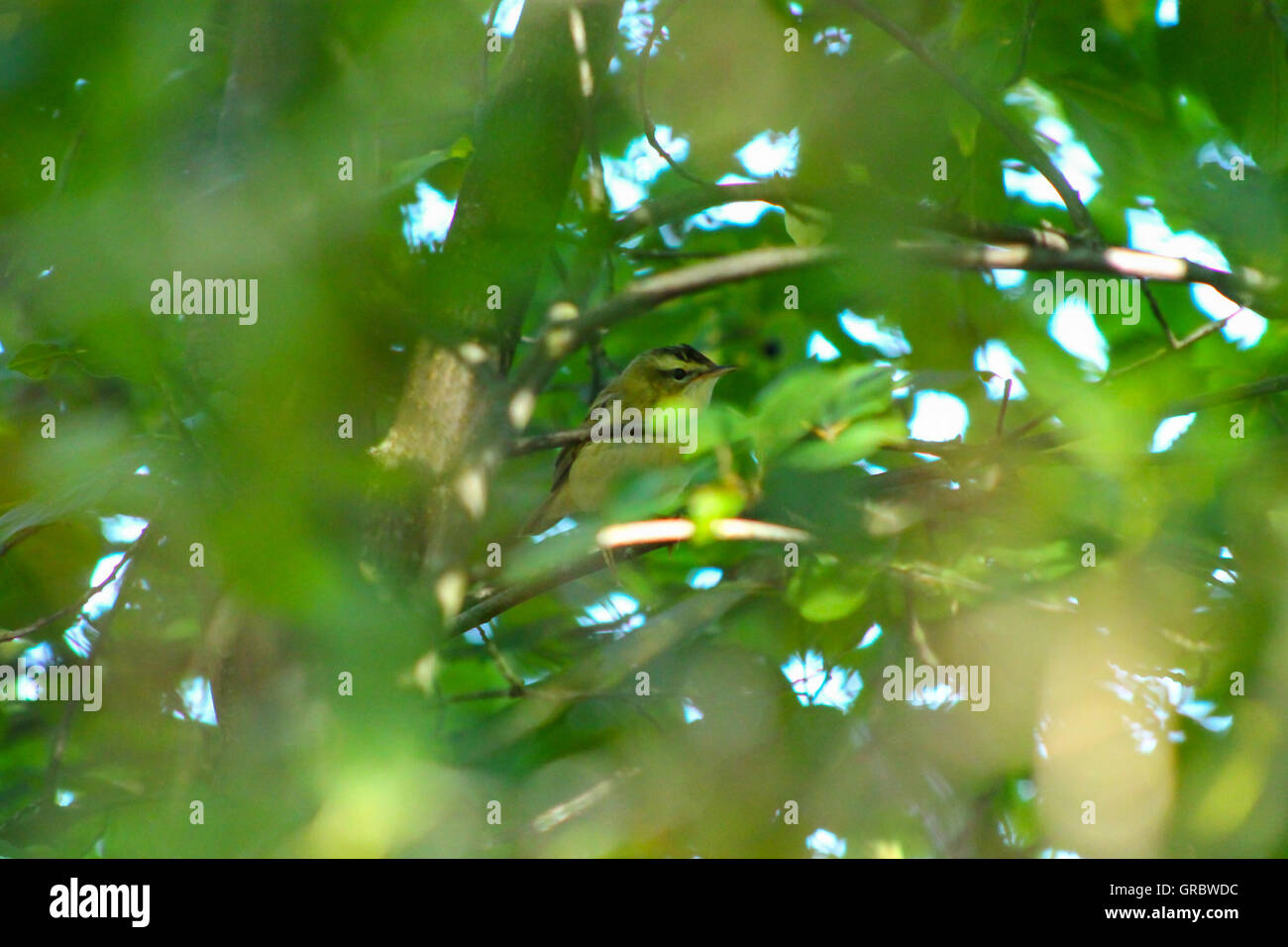 Sedge Warbler hiding in a bush. Stock Photo