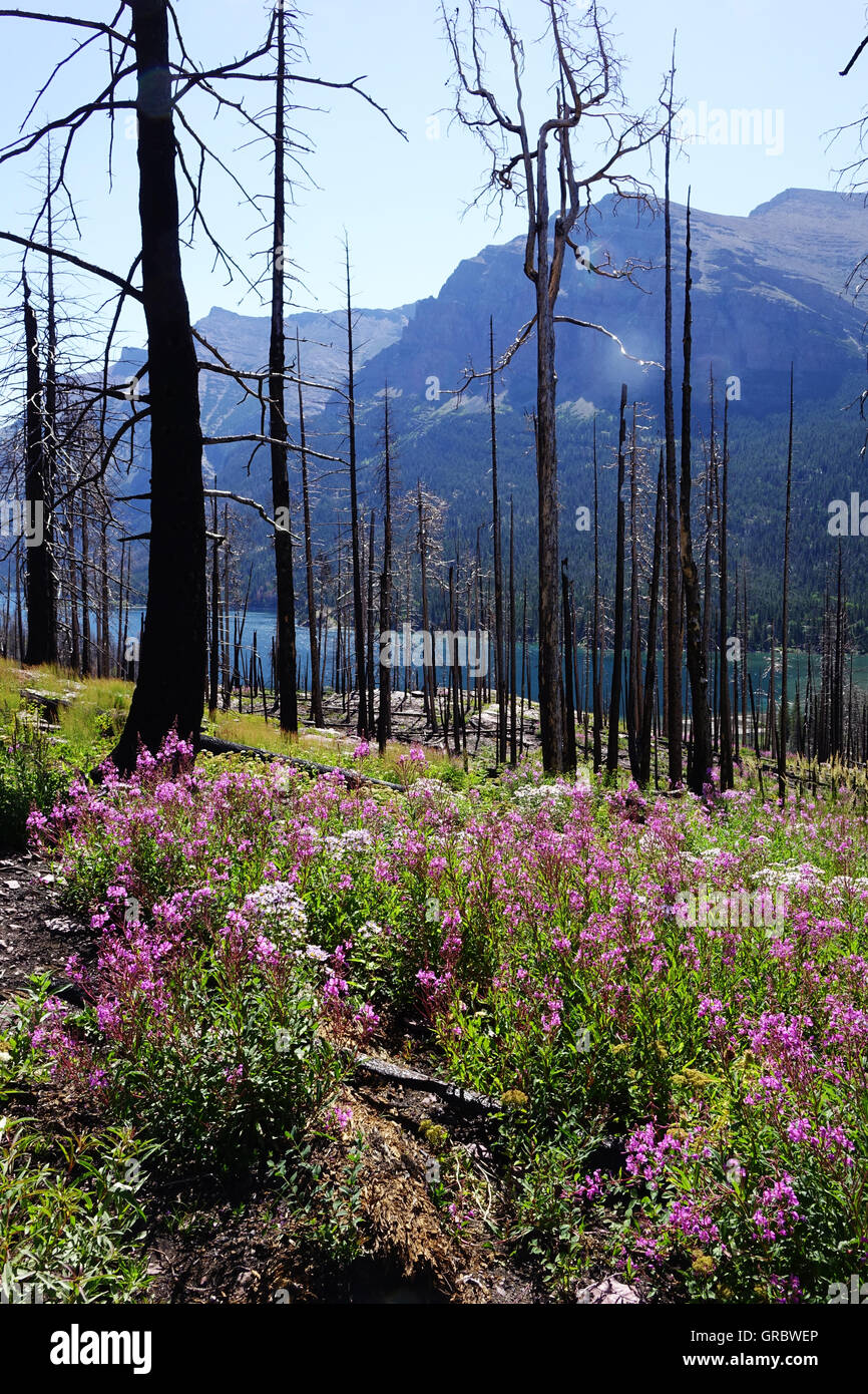Burnt trees and fireweed, near the St. Mary River, Glacier National Park, Montana Stock Photo