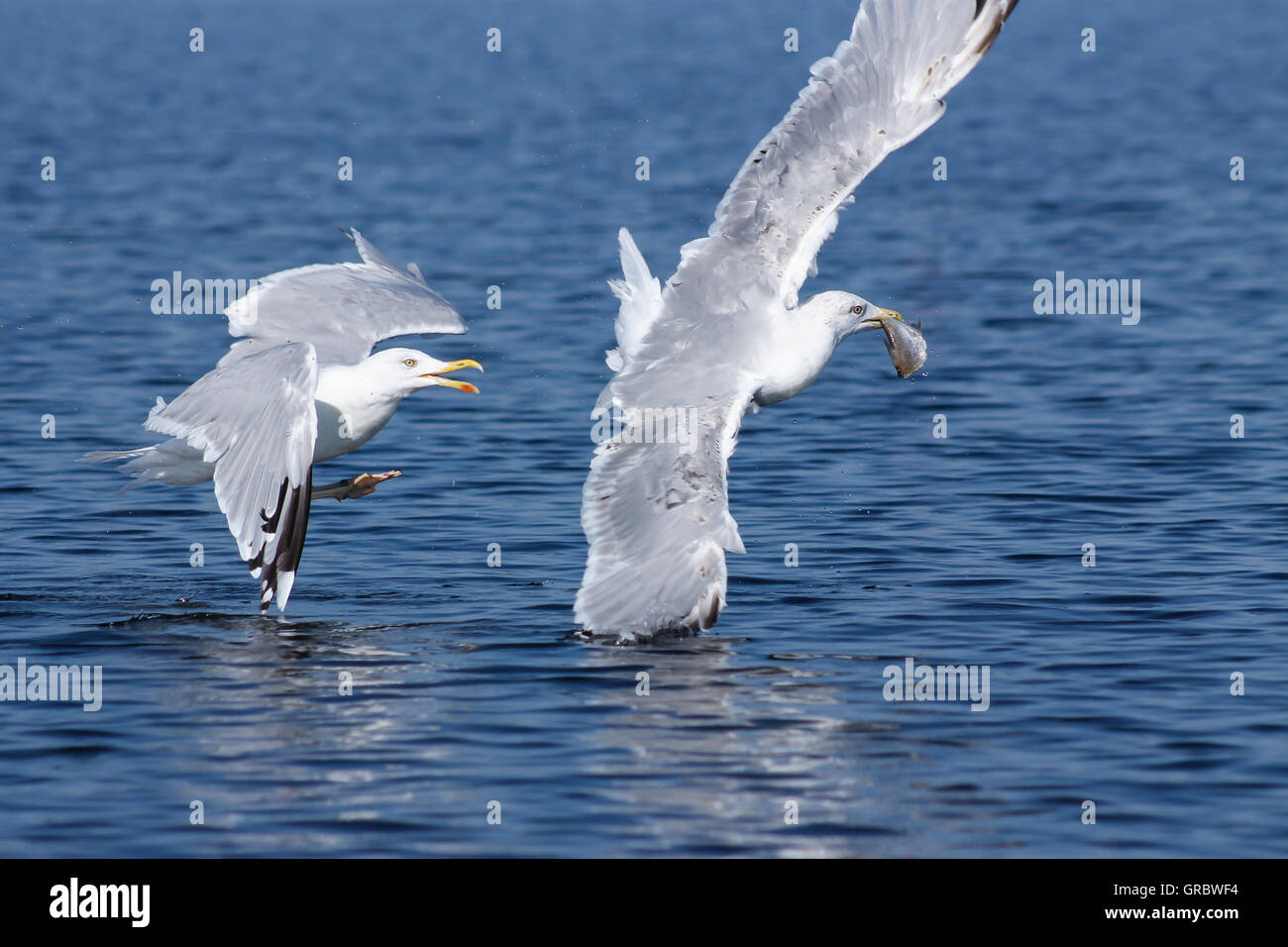 These European herring gulls are hunting some fish and one of them got lucky Stock Photo