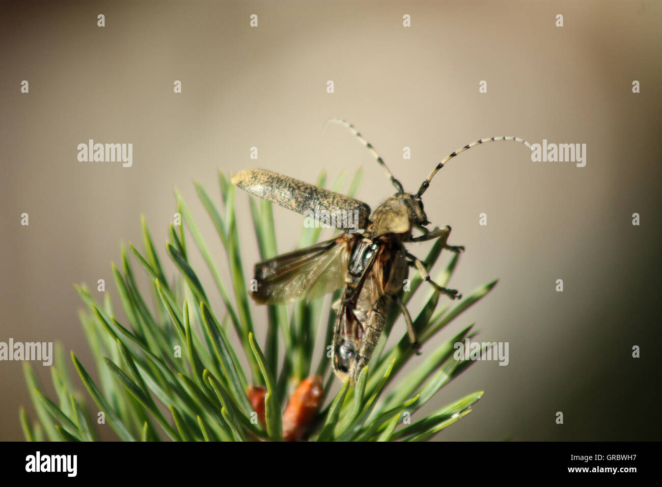 Beetle taking a flight. This beetle just spread out wings and it's taking a flight Stock Photo
