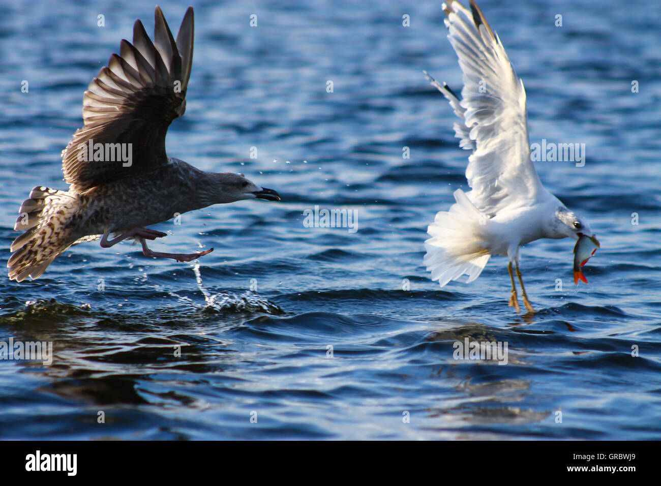 The chase. This Herring Gull is chasing a smaller Common Gull who has caught a fish Stock Photo