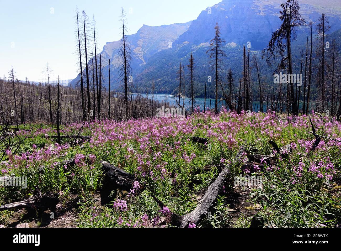 Burnt trees and fireweed, near the St. Mary River, Glacier National Park, Montana Stock Photo
