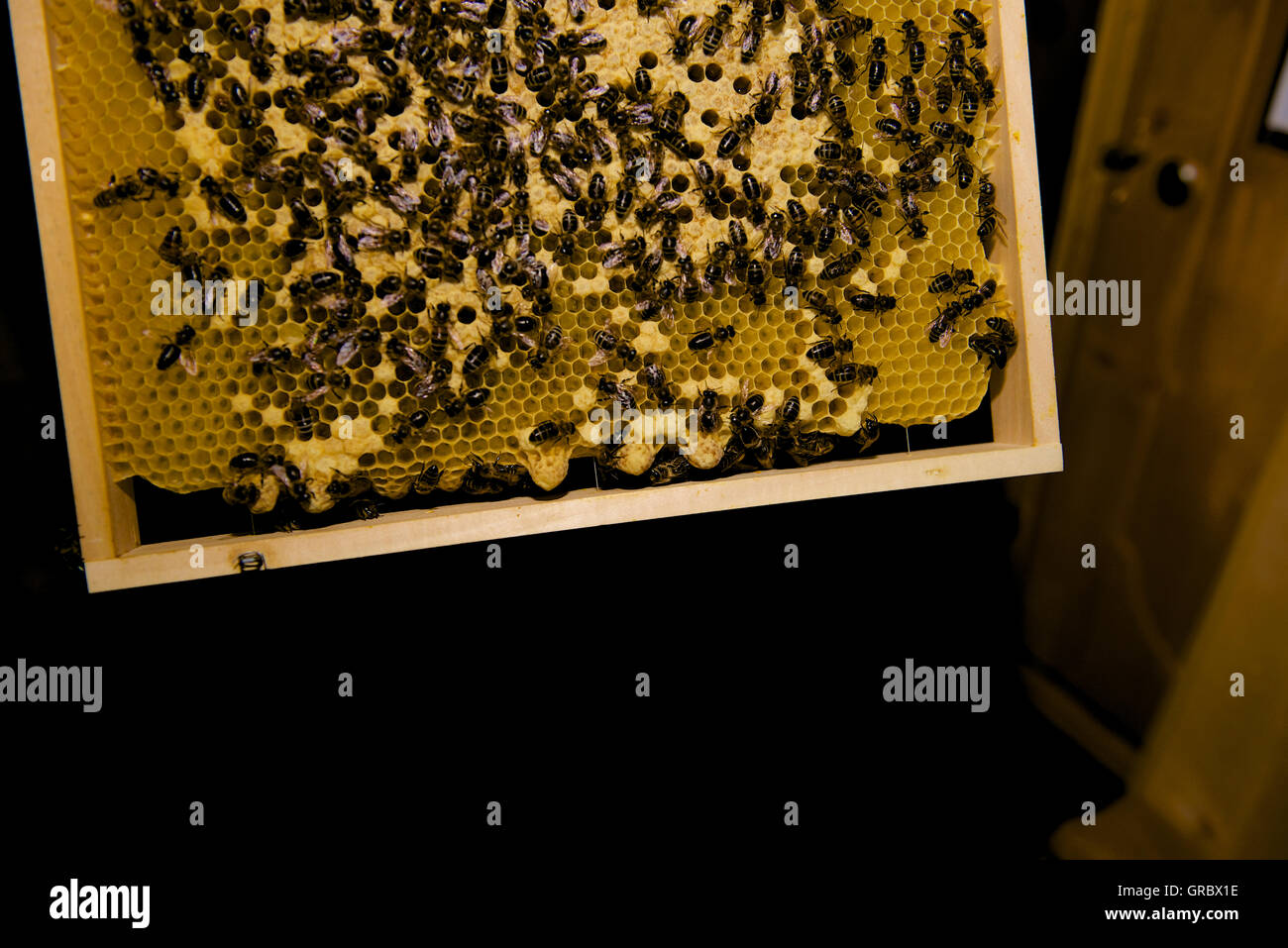 Honeycomb With With Queen Cells And Lots Of Bees Stock Photo