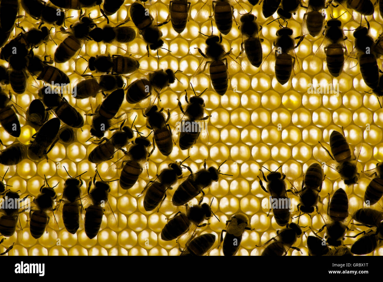 Close up honey in honeycomb hi-res stock photography and images - Alamy