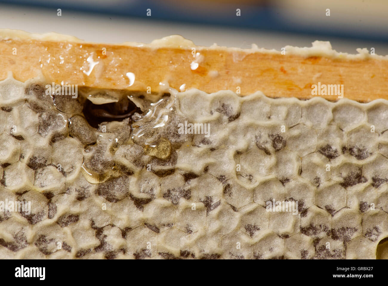 Capped Honeycomb Cells, Dripping Honey Stock Photo