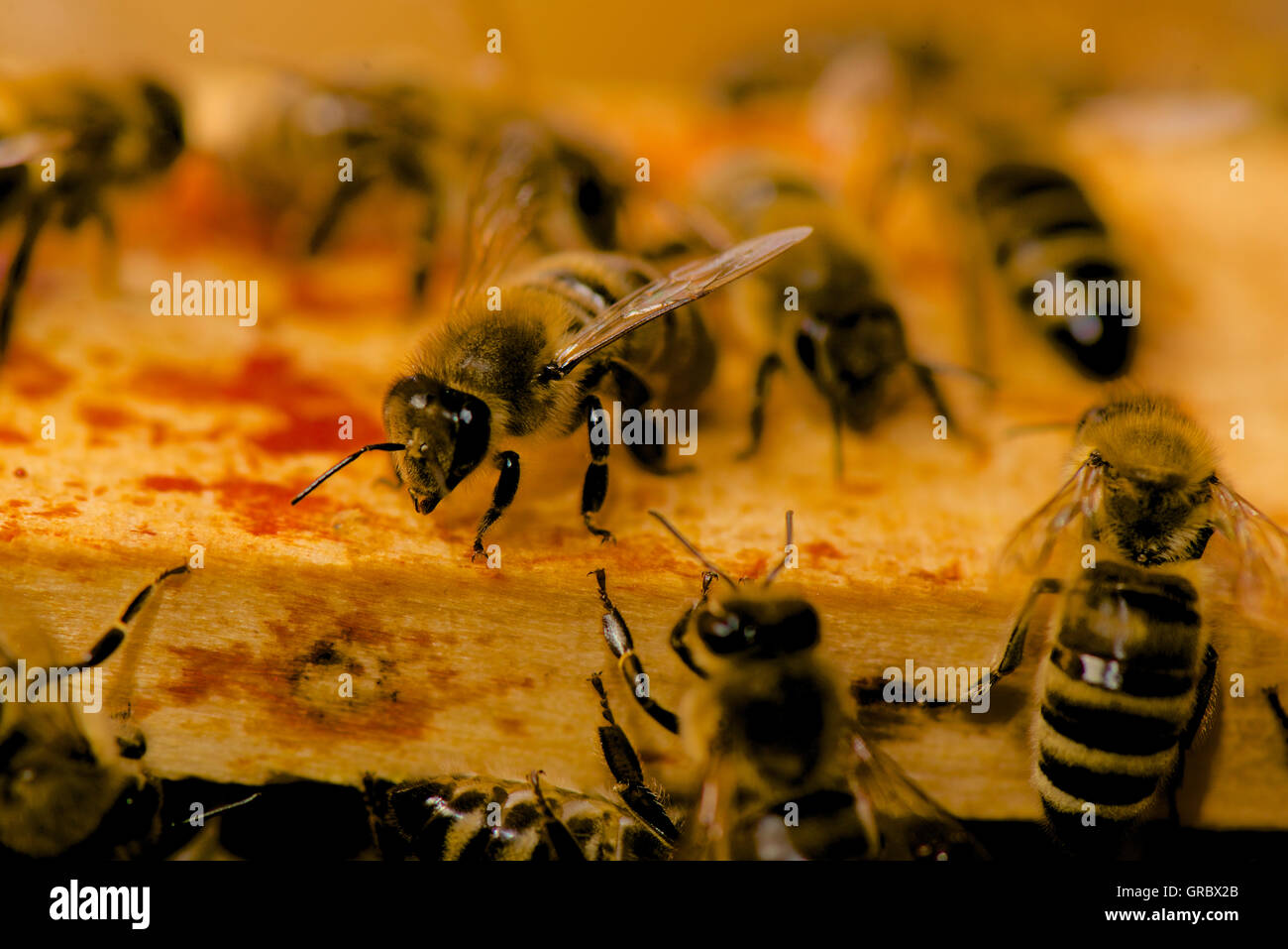 Bustling Bees On Honeycomb Frames Stock Photo