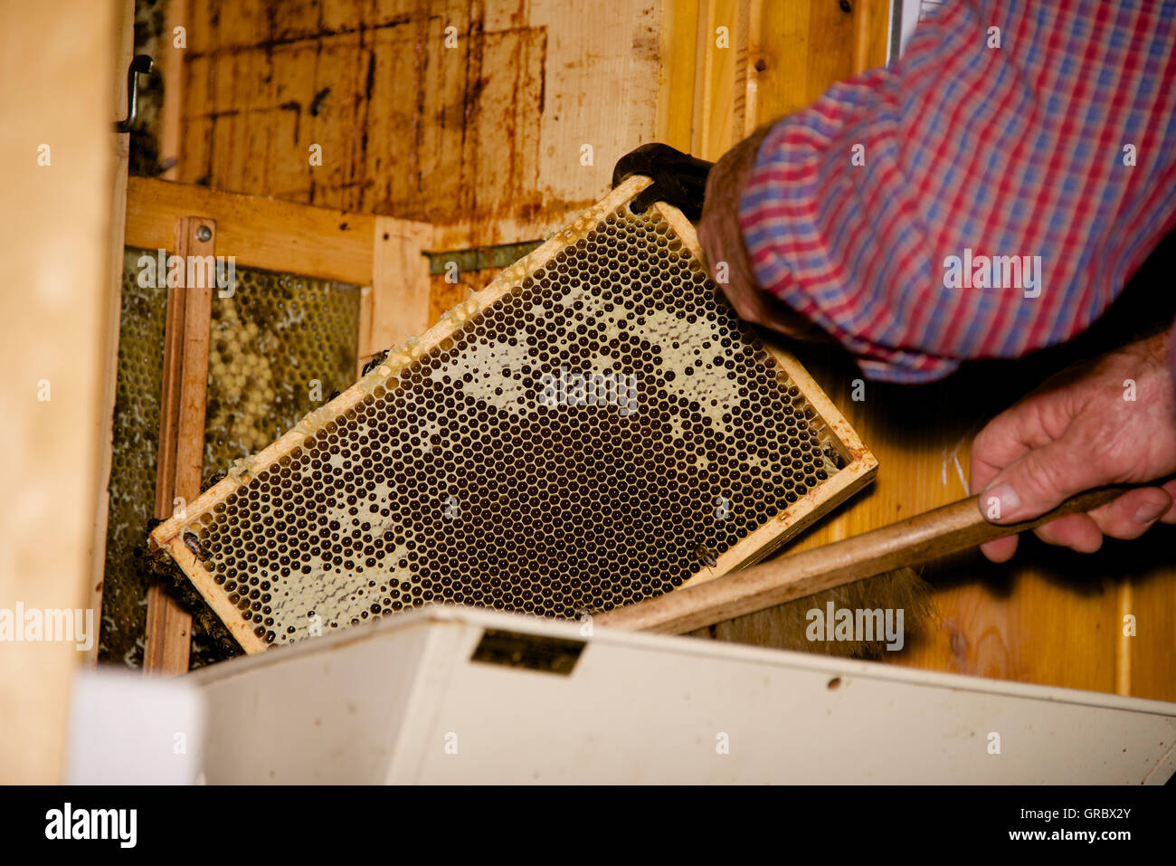 Apiarist Removing Frame With Stuffed But Mostly Uncapped Honeycomb From Beehive Stock Photo