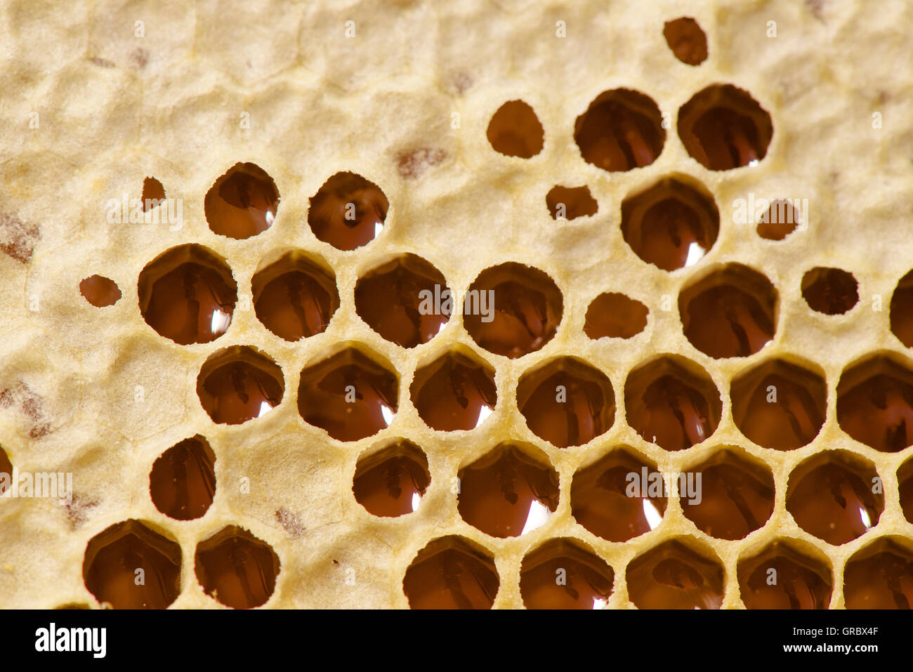 Honeycomb Cells Stuffed With Honey, Partly Uncapped Stock Photo
