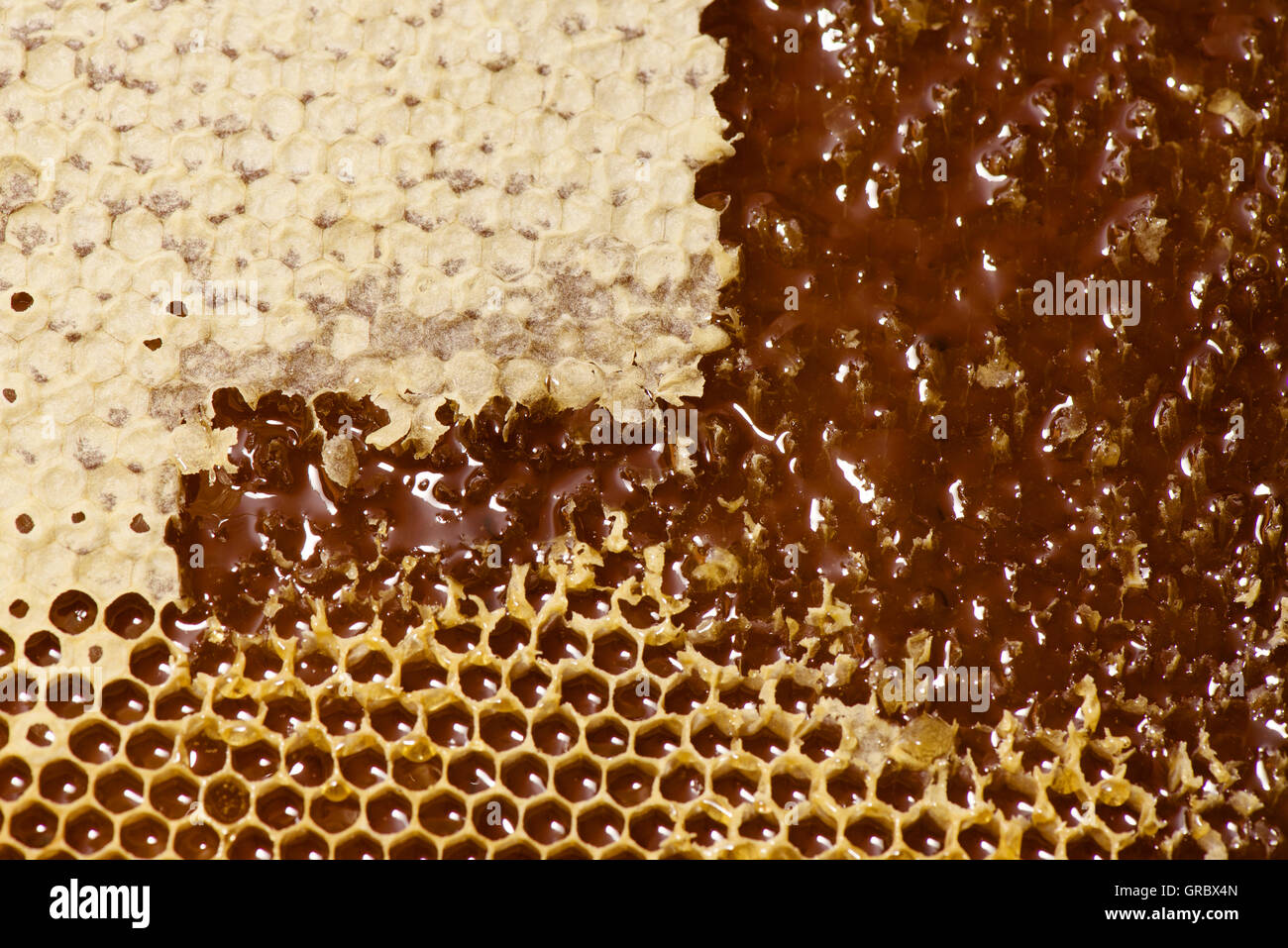 Honeycomb Cells Capped And Uncapped, Honey Is Flowing Out Stock Photo