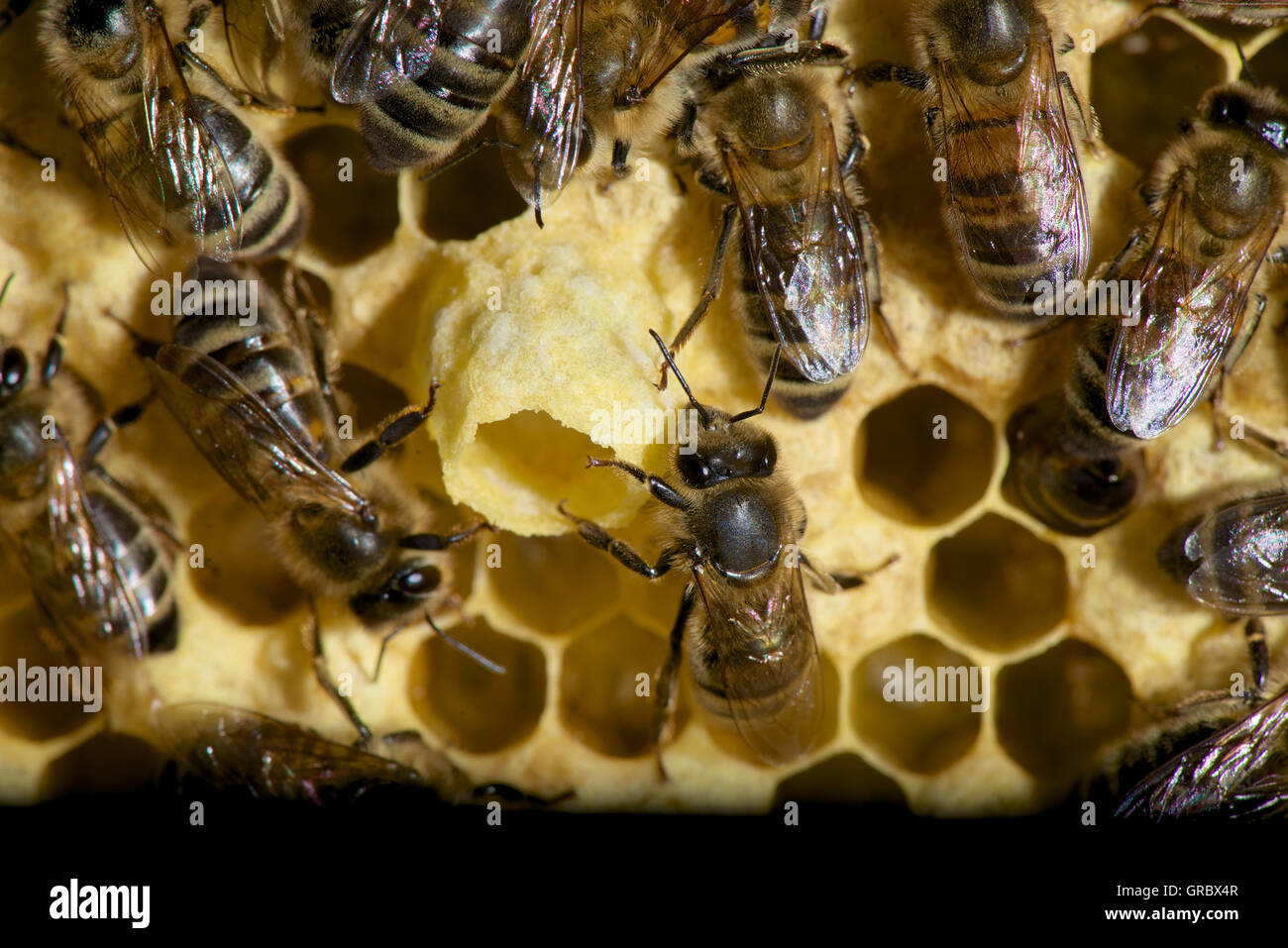 Broodcomb With Queen Cells And Workers Stock Photo