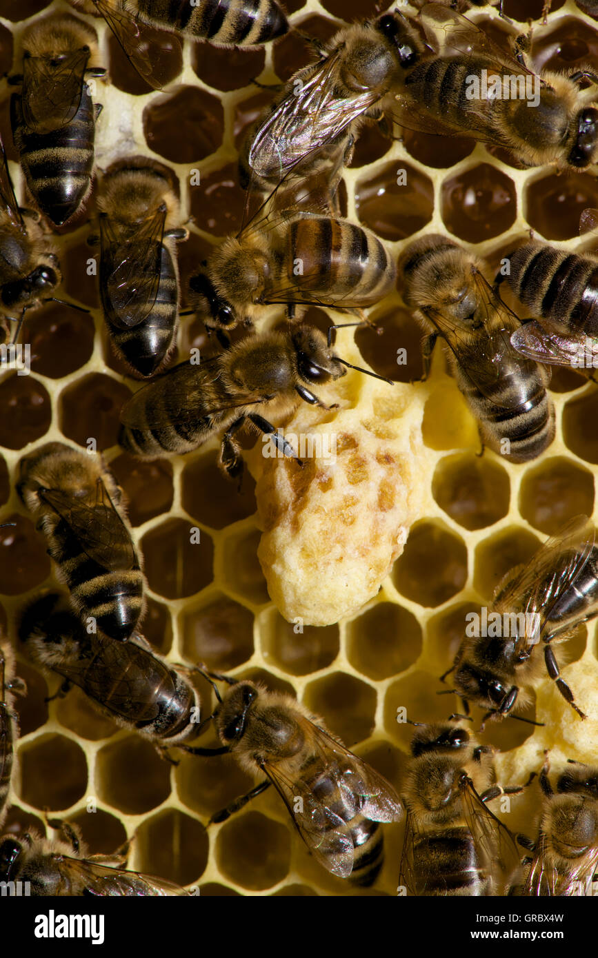 Beecomb With Queen Cell And Workers Stock Photo