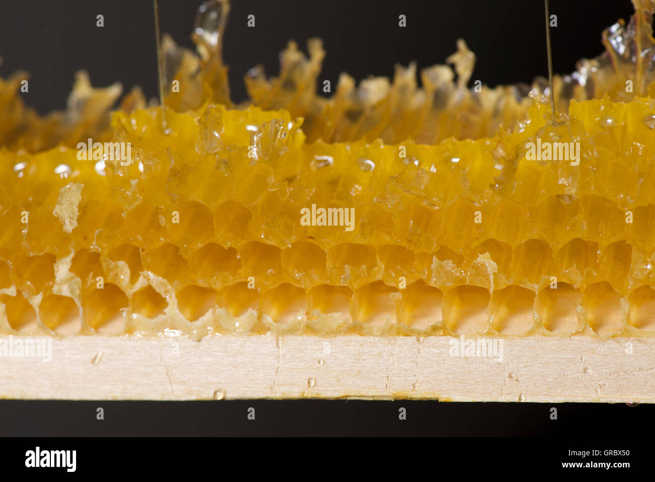 Honey Dripping Out Of Broken Honeycomb, Visible Cell Structure Stock Photo