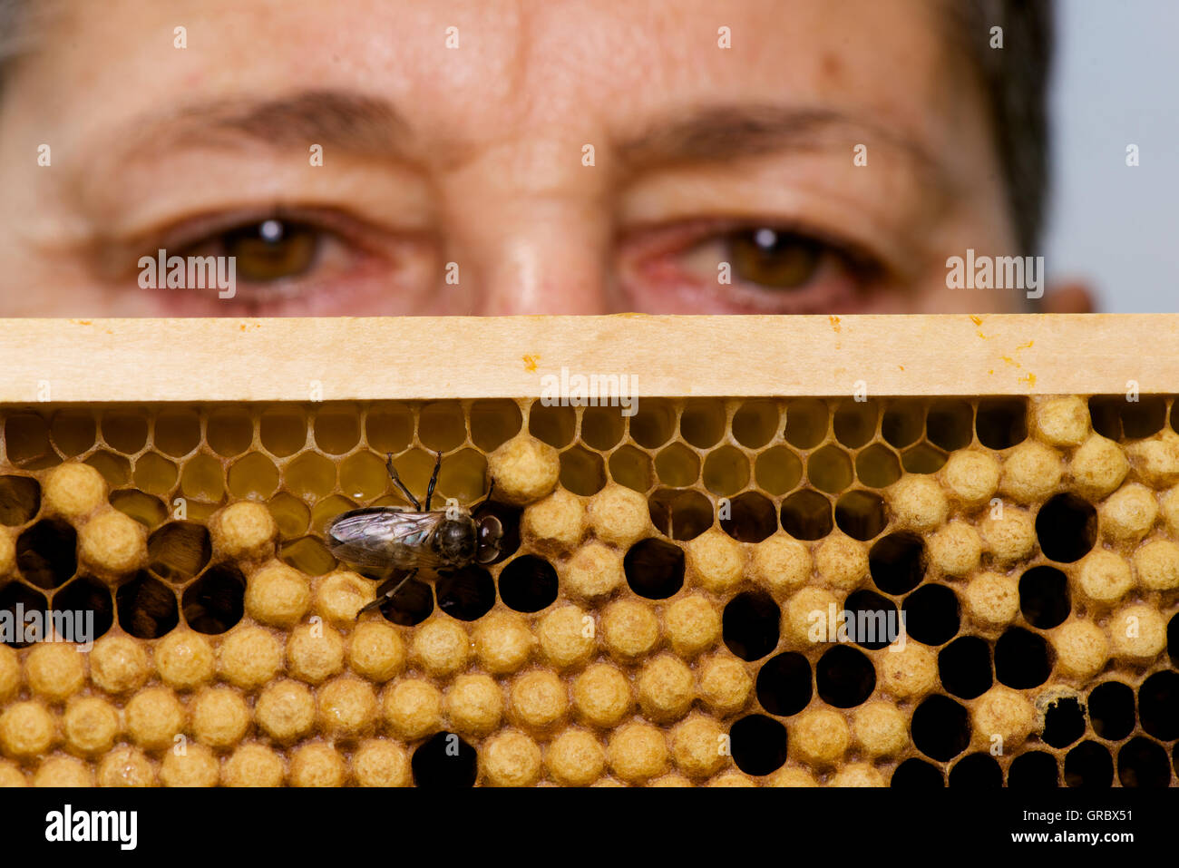 Female Apiarist With Broodcomb,Capped And Uncapped Cells, Drone Stock Photo