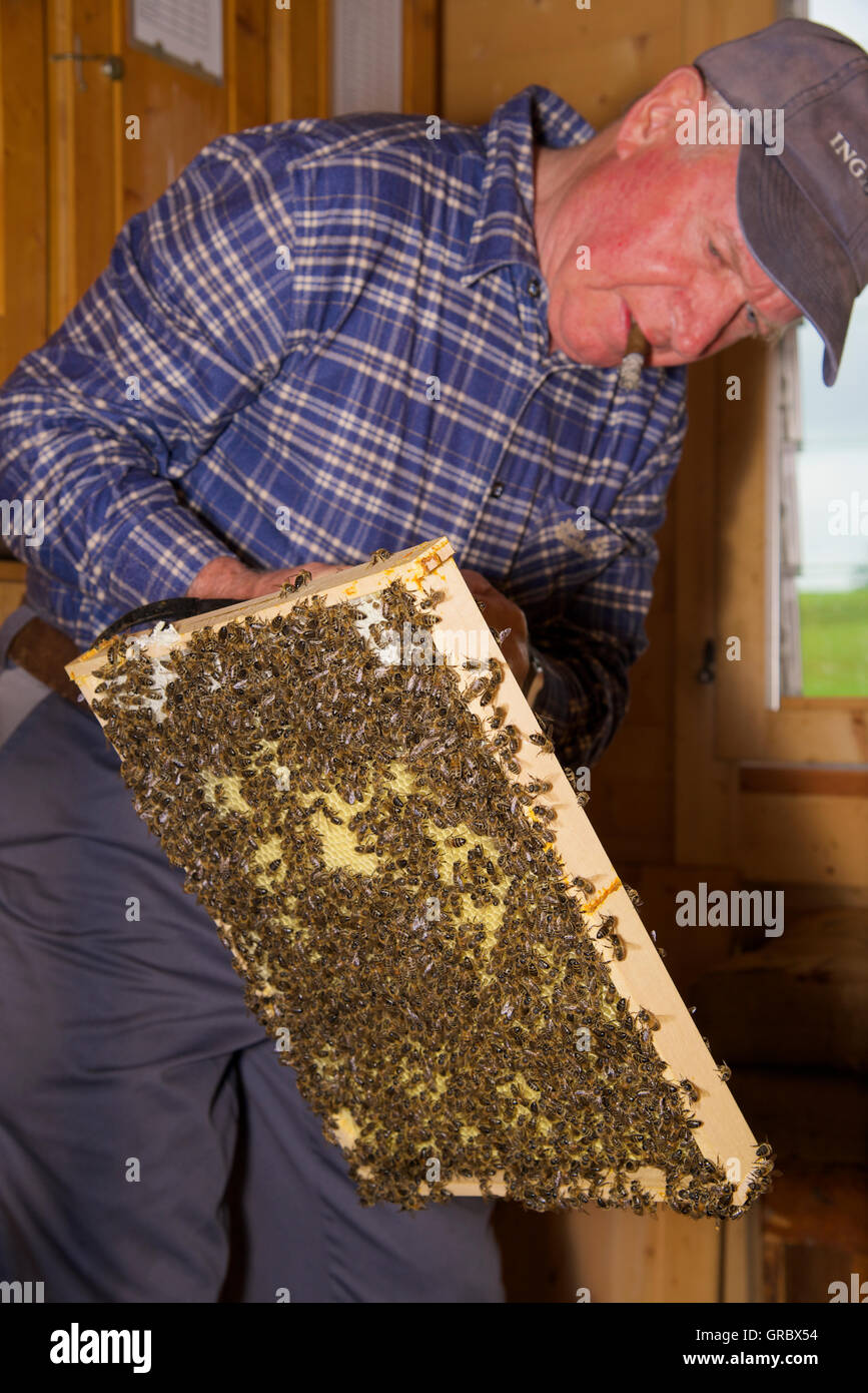Apiarist Inspecting Beecomb With Bees Stock Photo