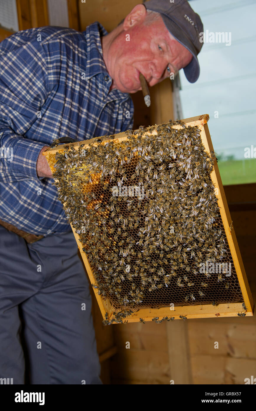 Apiarist Inspecting Honeycomb With Bees, In The Background Window Into The Green Stock Photo