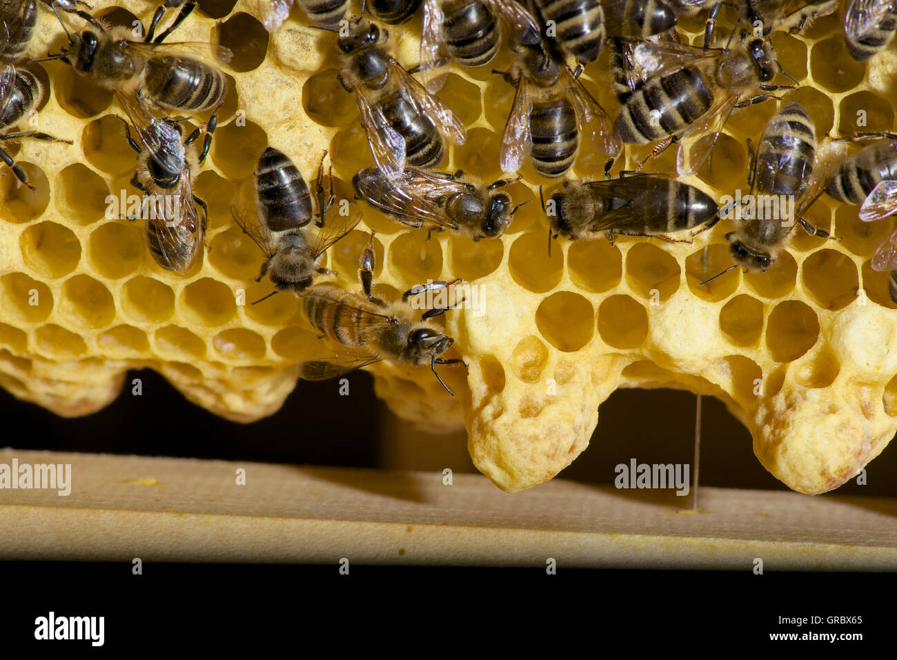 Beecomb With Queen Cells And Workers Stock Photo