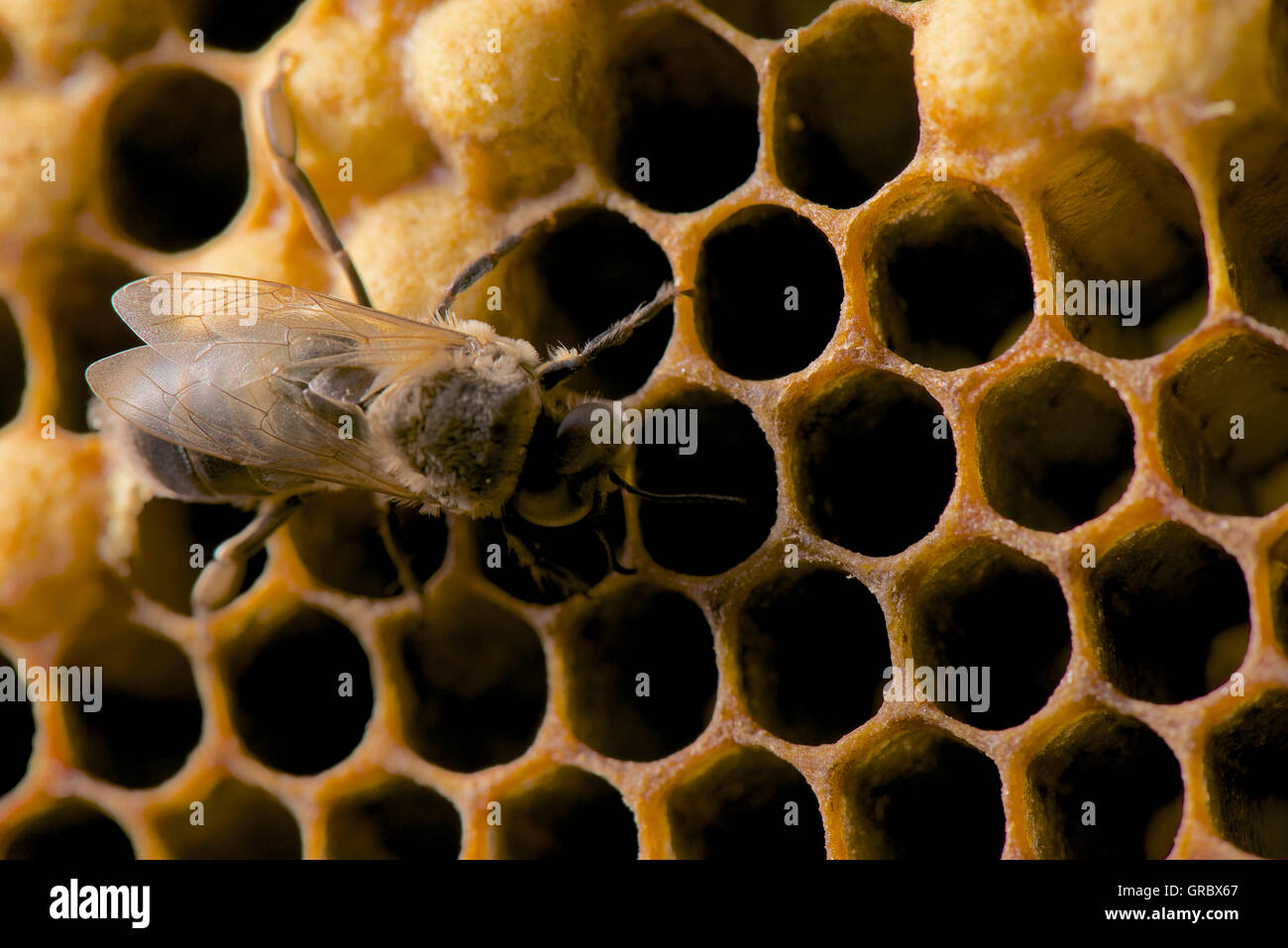Freshly Emerged Drone Male On Cells Of A Honeycomb Stock Photo