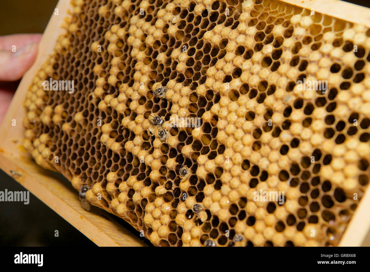 Honeycomb With Emerging Drones, Capped And Uncapped Cells Stock Photo