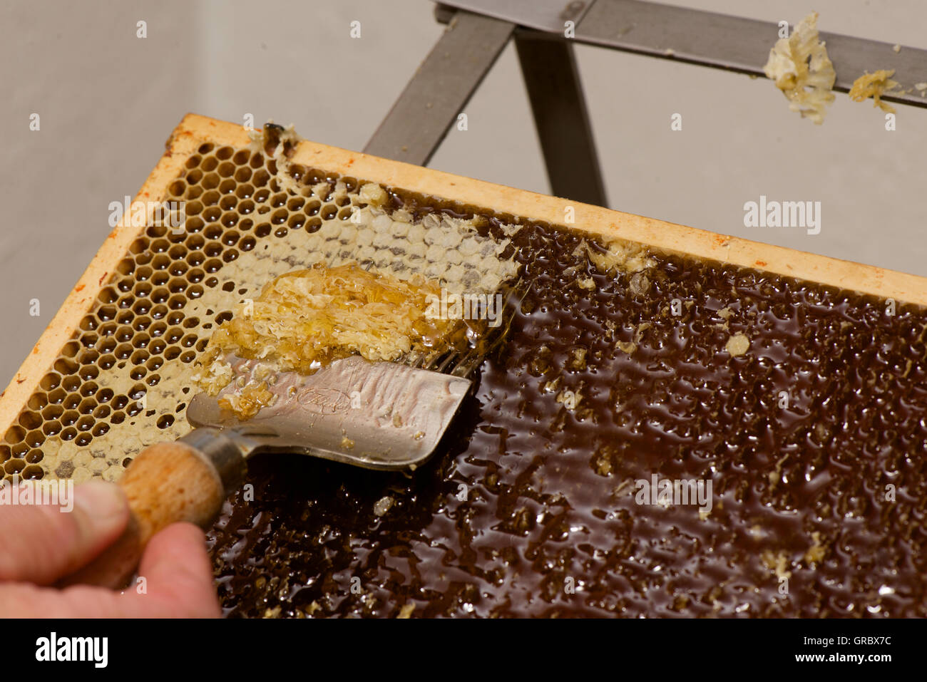 The Cells Of A Honeycomb Are Being Uncapped With Help Of An Uncapping Fork Stock Photo