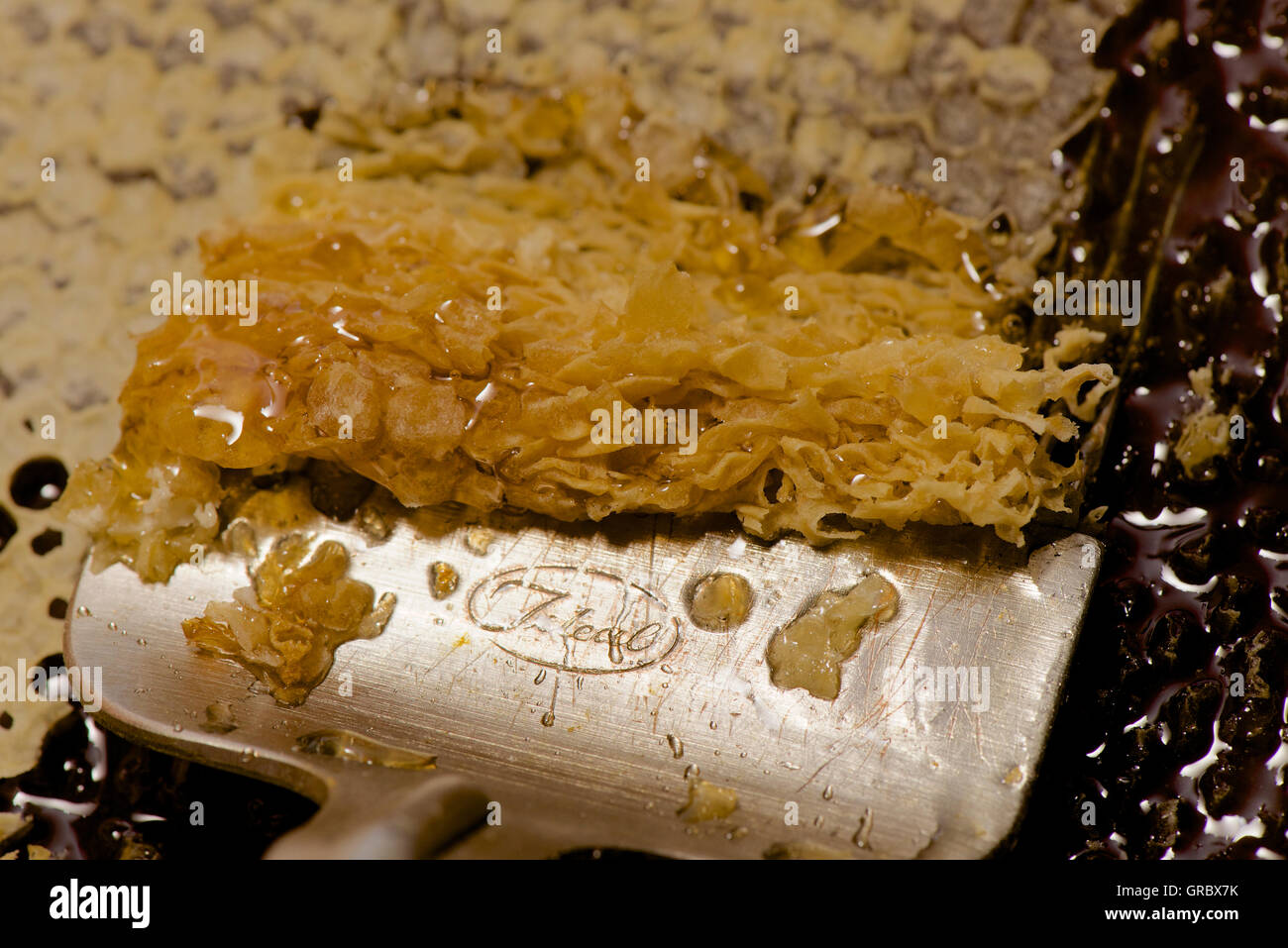 Uncapping The Cells Of A Honeycomb With An Uncapping Fork Stock Photo
