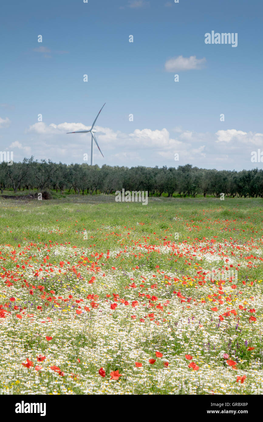Colourful Rough Pasture In The Foreground, Olive Trees And Wind Turbine In The Background, Blue Sky, White Clouds, Apulia, Italy Stock Photo