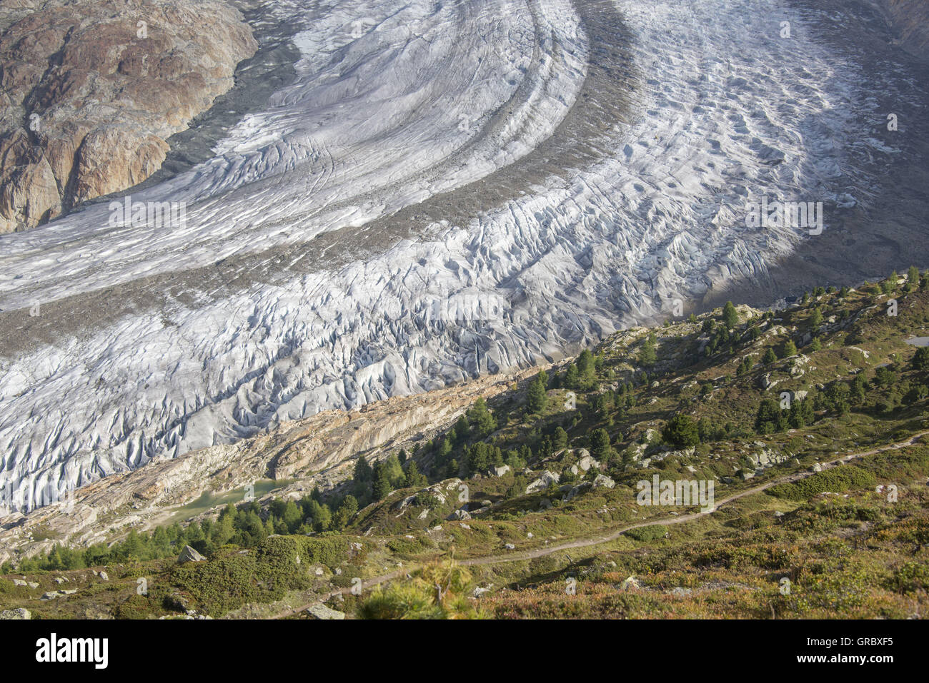 Great Aletsch Glacier With Crevasses In Summertime, Alpine Vegetation In The Foreground Stock Photo